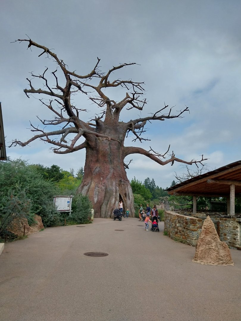 Lewa savanna - Village - Baobab