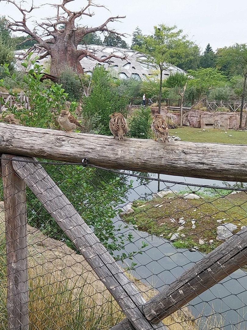 Lewa savanna - visitors