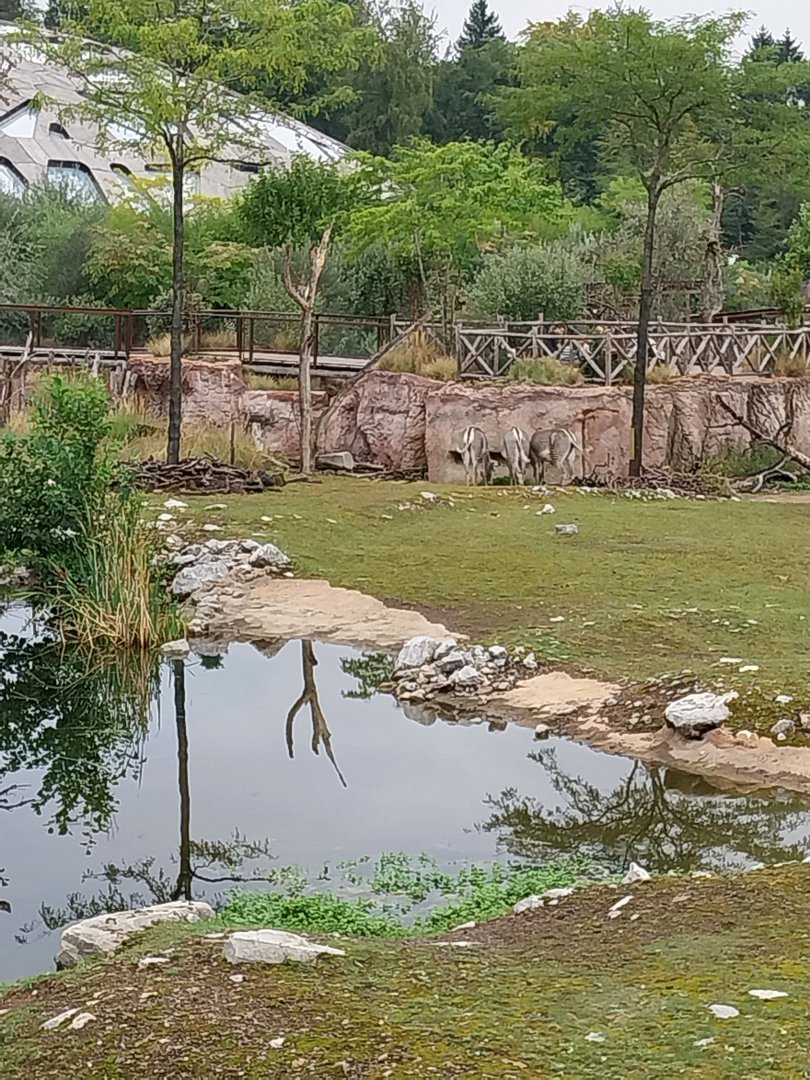 Lewa savanna - Waterhole