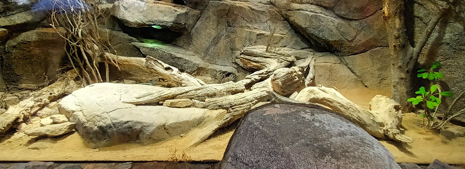 Lewa Savannah African Reptiles Habitat