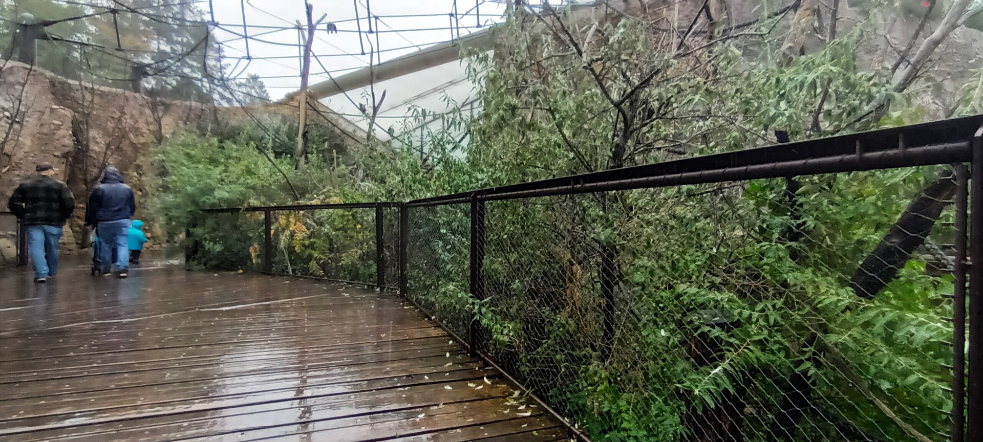 Lewa Savannah Inside the walkthrough African grey Parrot Aviary