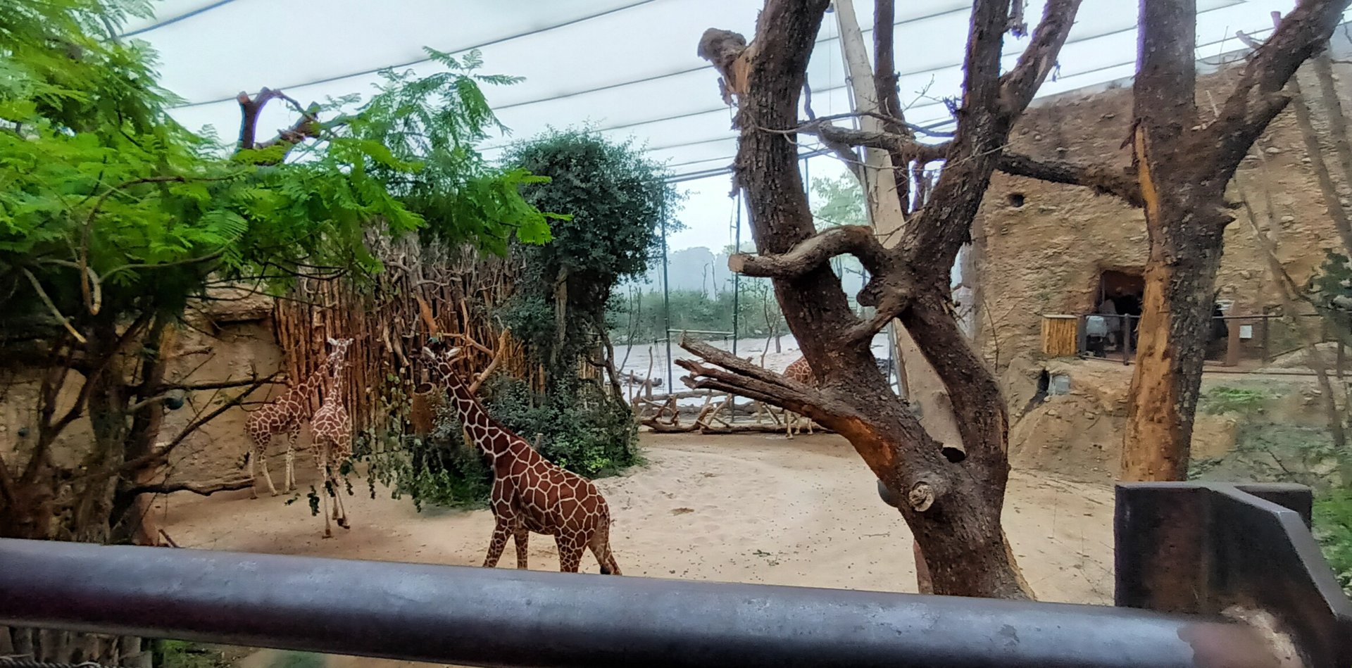 Lewa Savannah Reticulated Giraffe indoor Enclosure