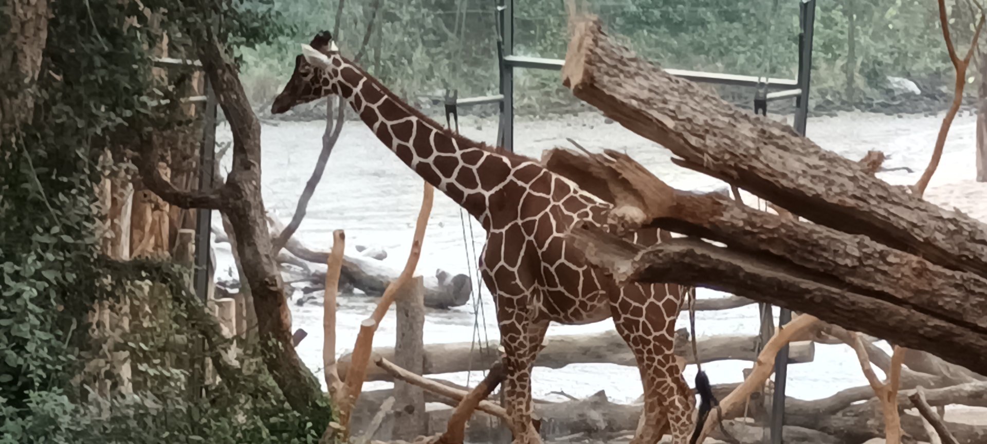 Lewa Savannah Reticulated Giraffe