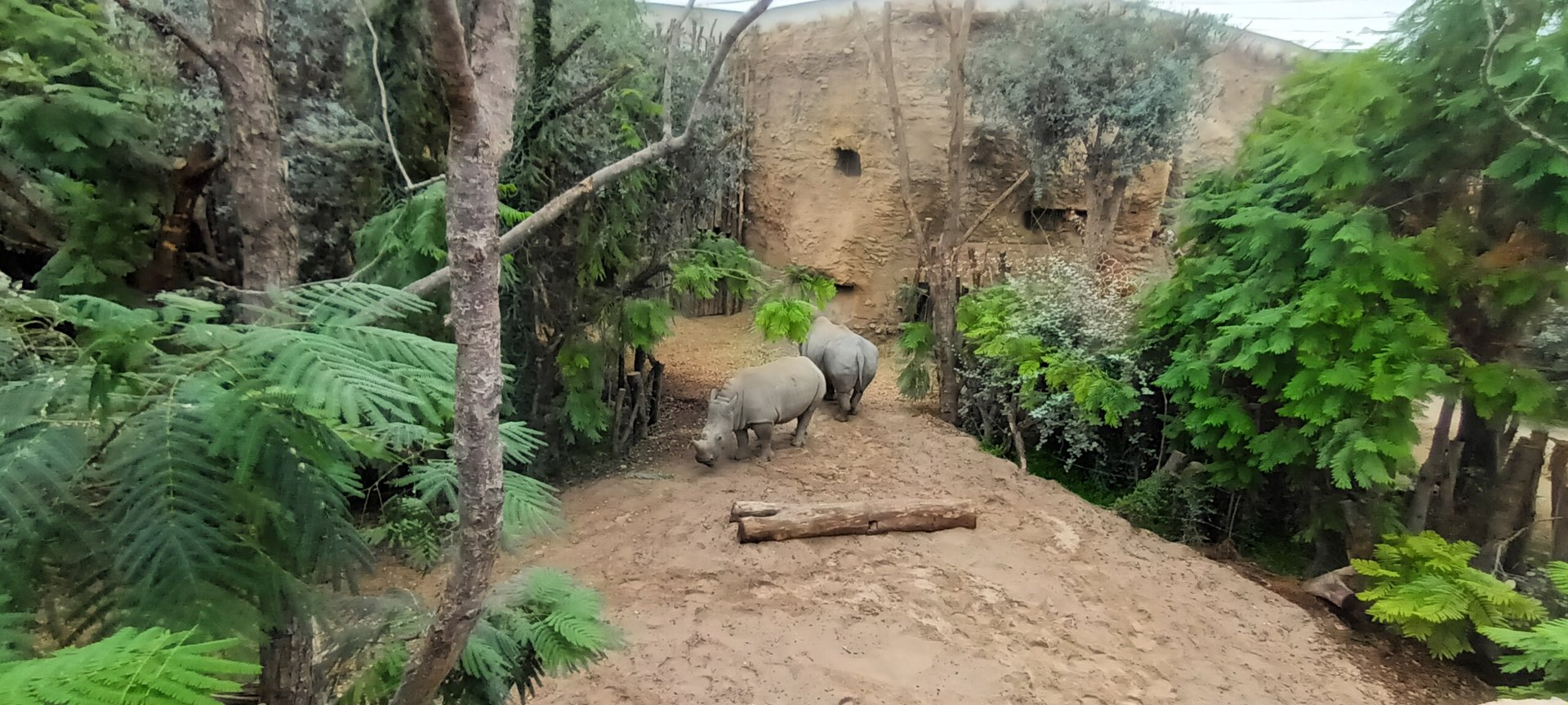 Lewa Savannah Southern white Rhino indoor Enclosure
