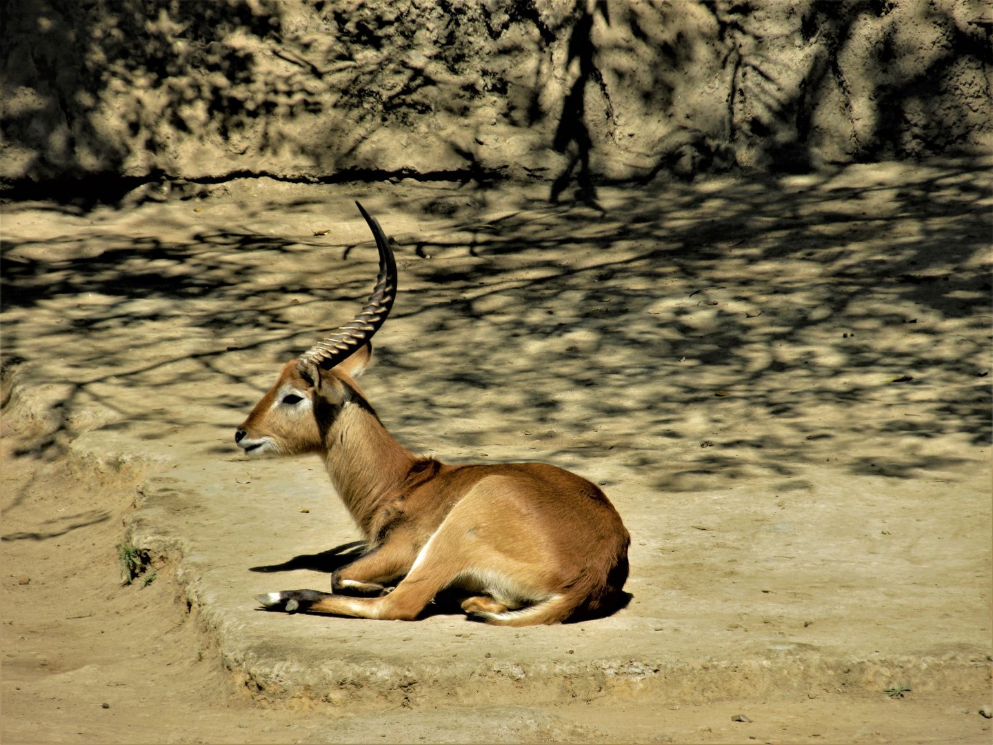 lewche antilope