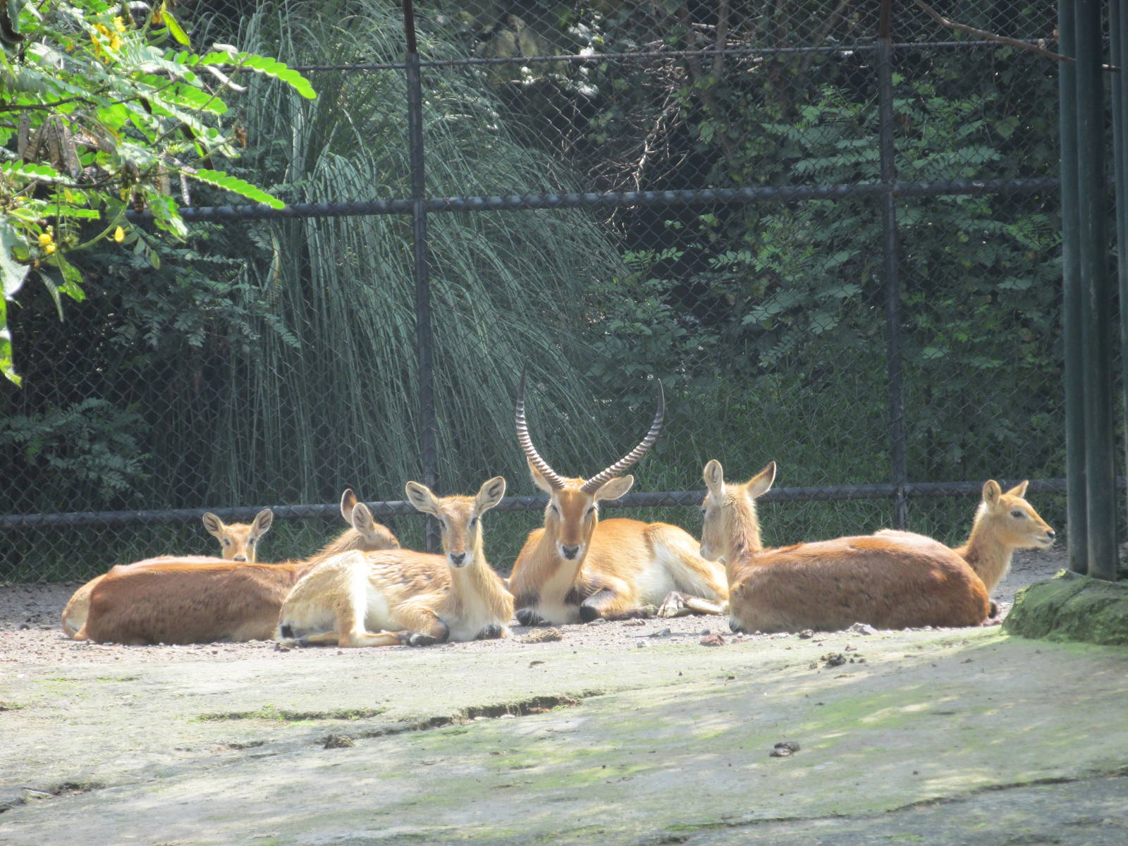 lewche group chapultepec zoo