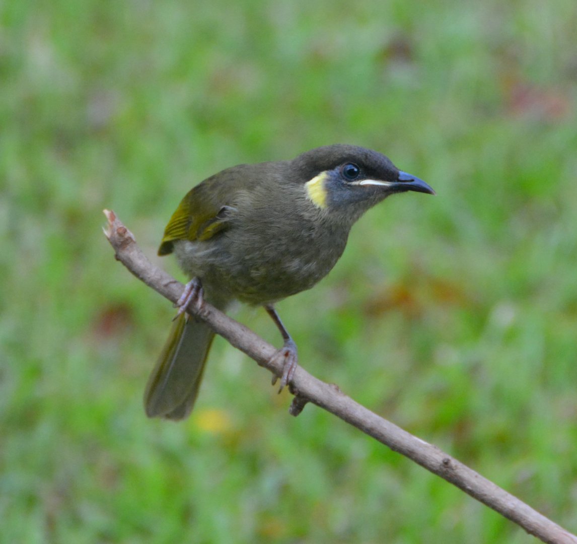 Lewin's honeyeater 2