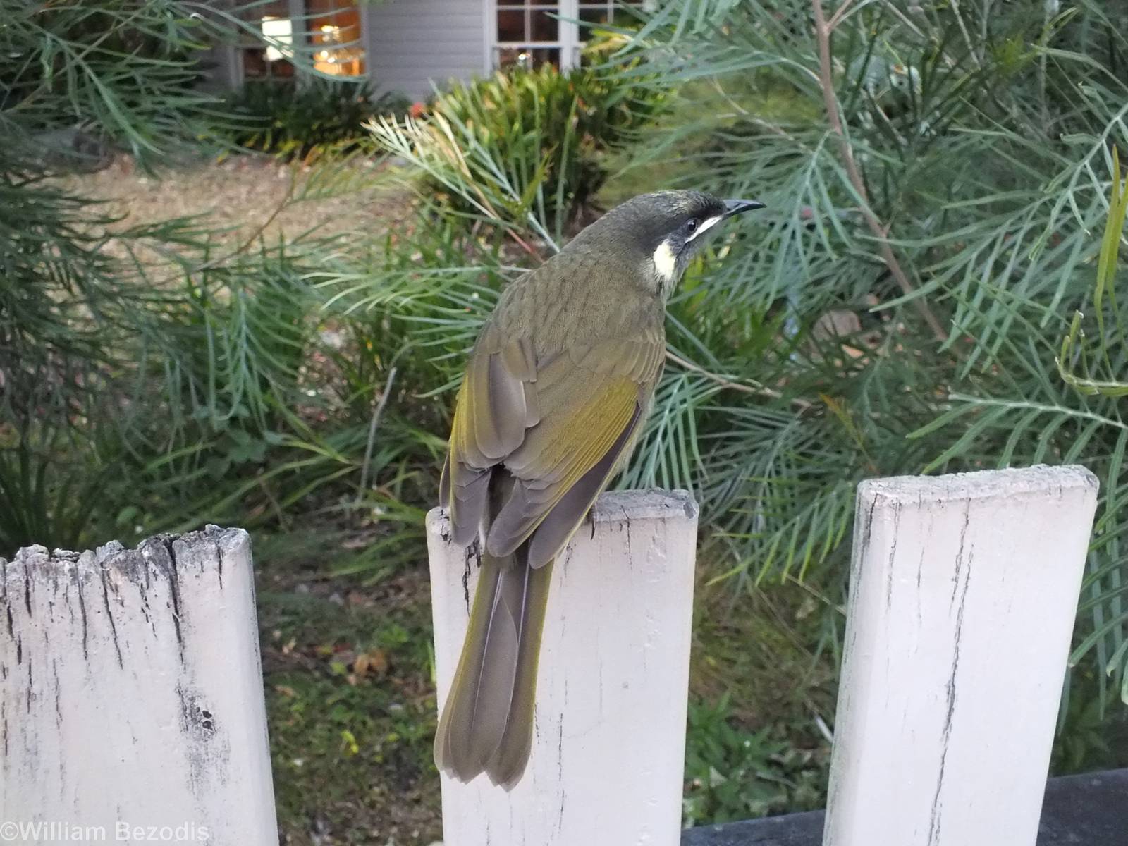 Lewin's Honeyeater - Lamington National Park