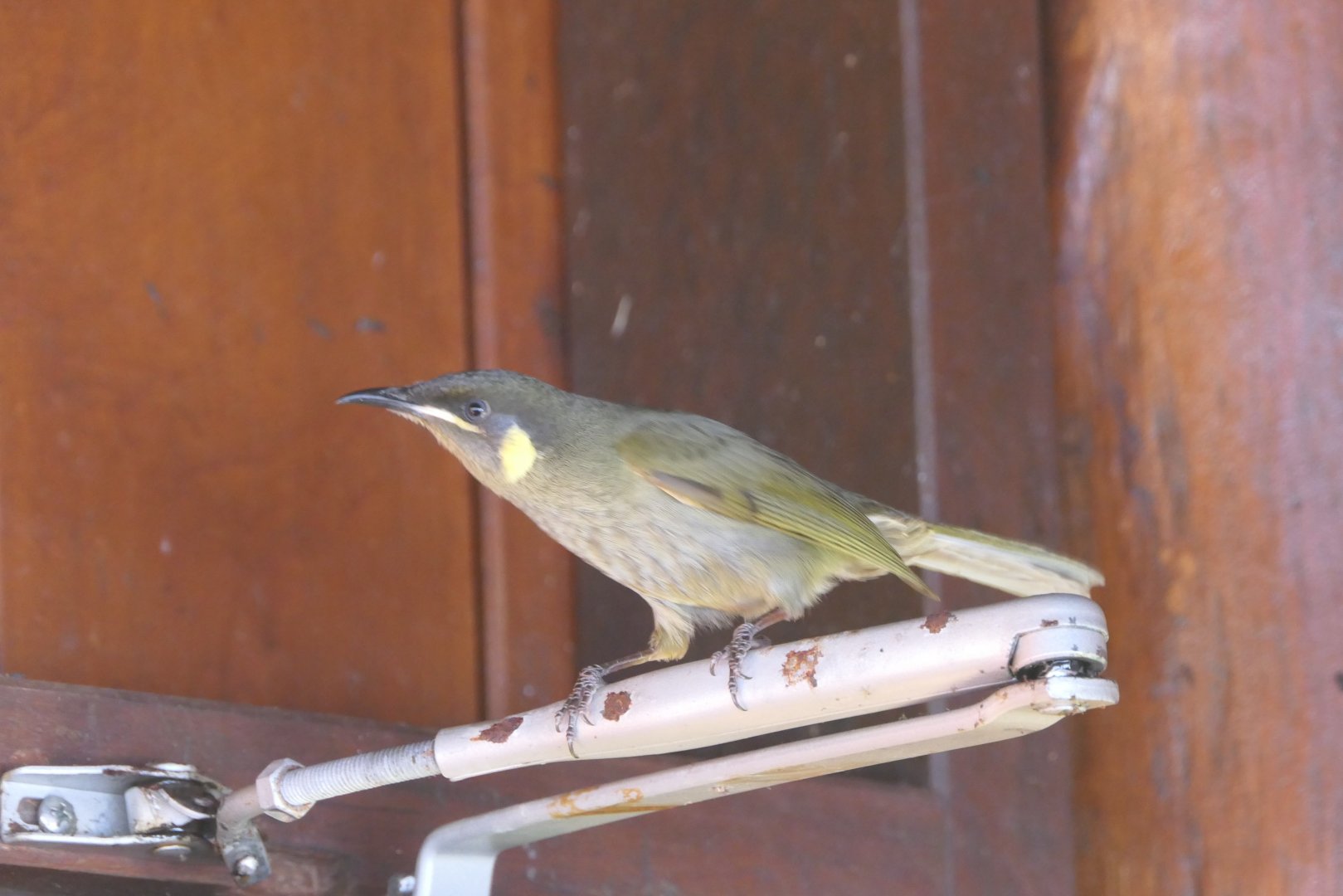 Lewin's Honeyeater (Meliphaga lewini mab)