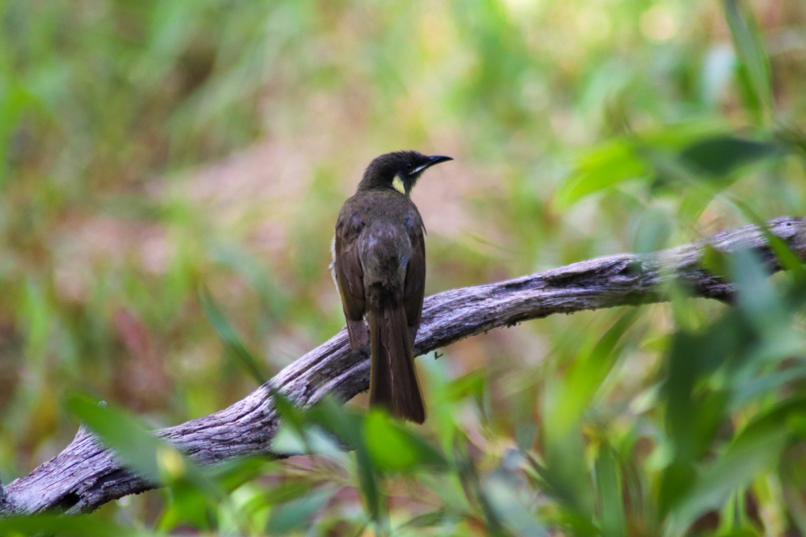 Lewin's Honeyeater (Meliphaga lewinii)