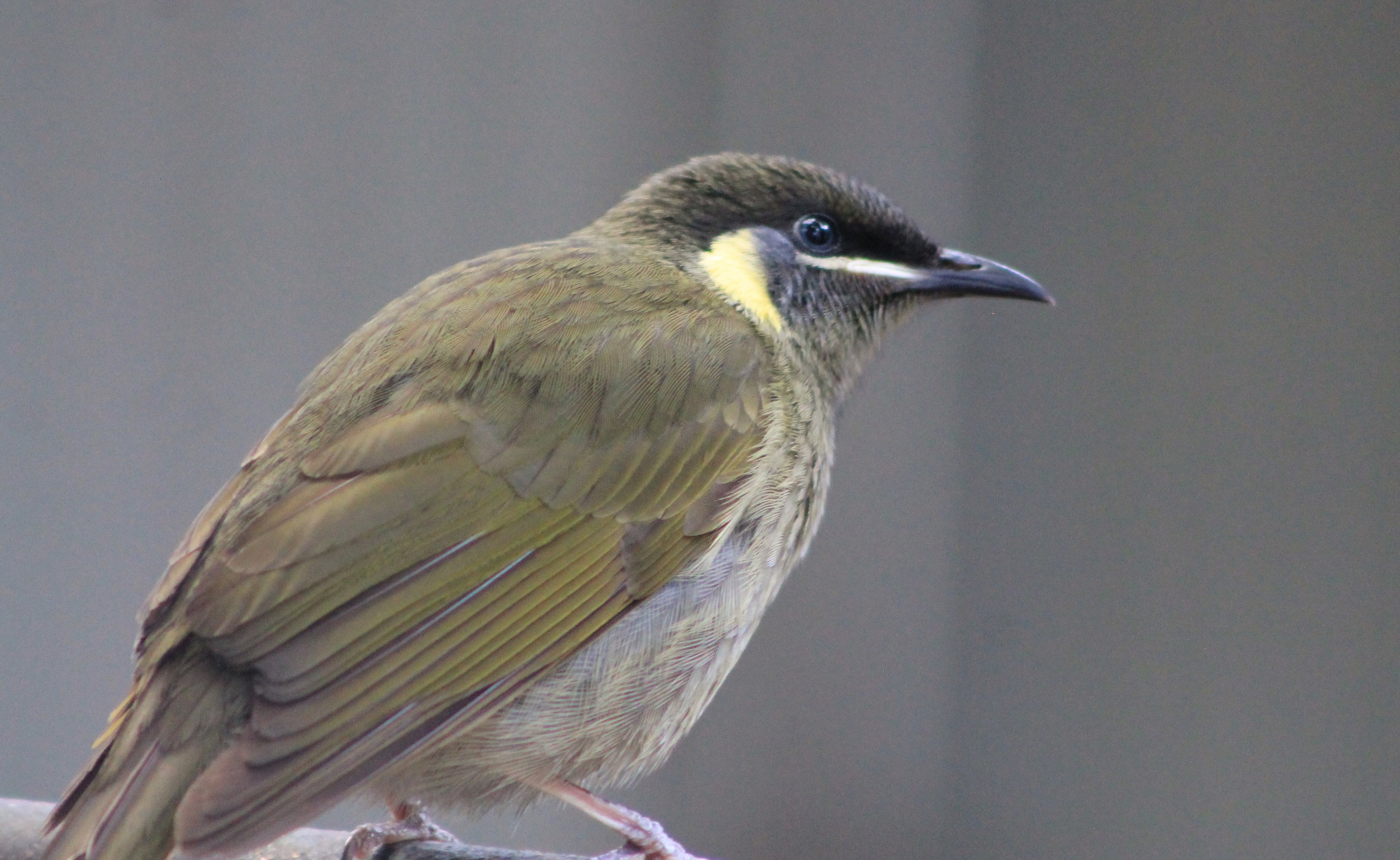 Lewin's Honeyeater (Meliphaga lewinii)
