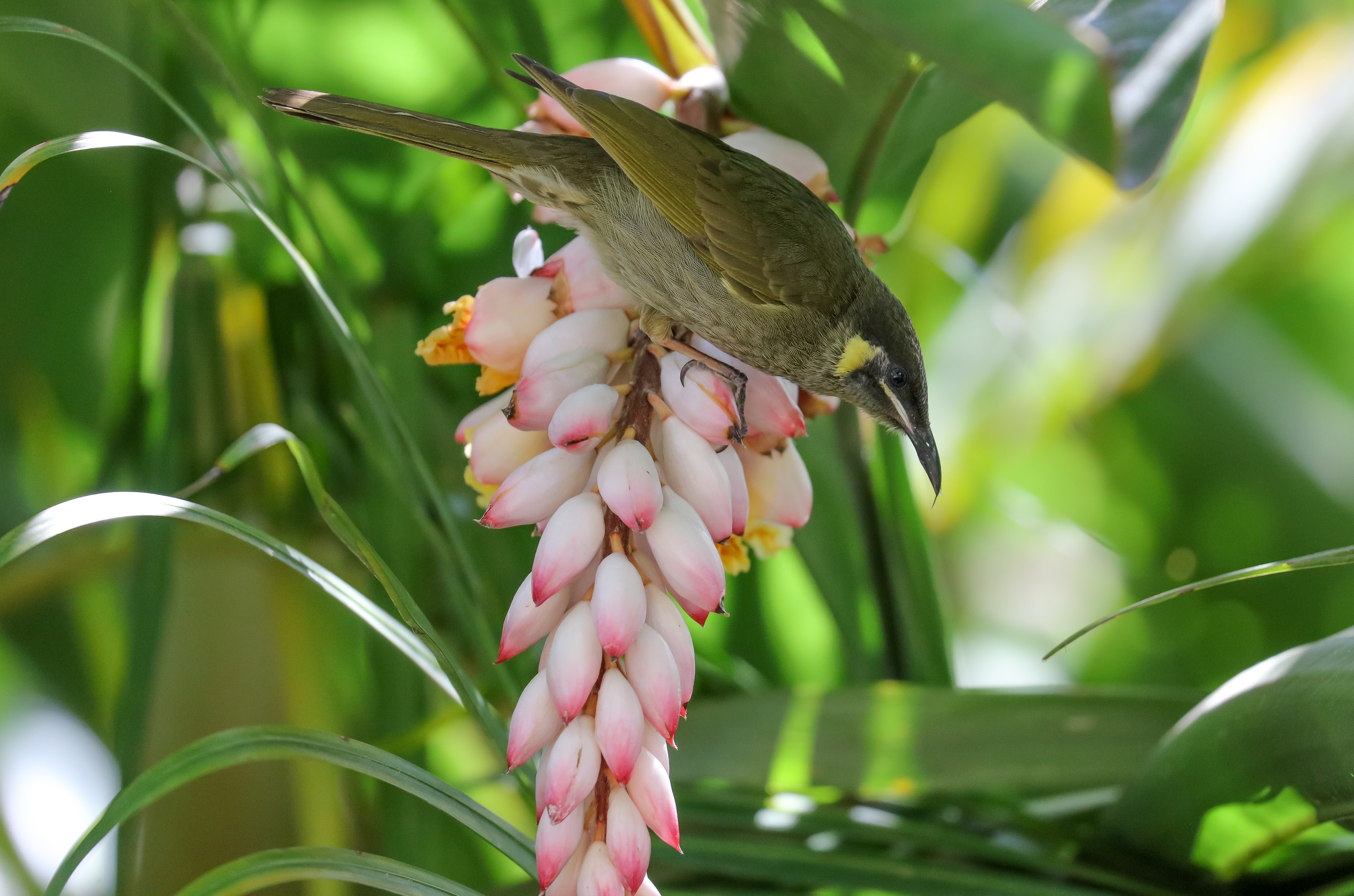 Lewin's Honeyeater (wild bird)