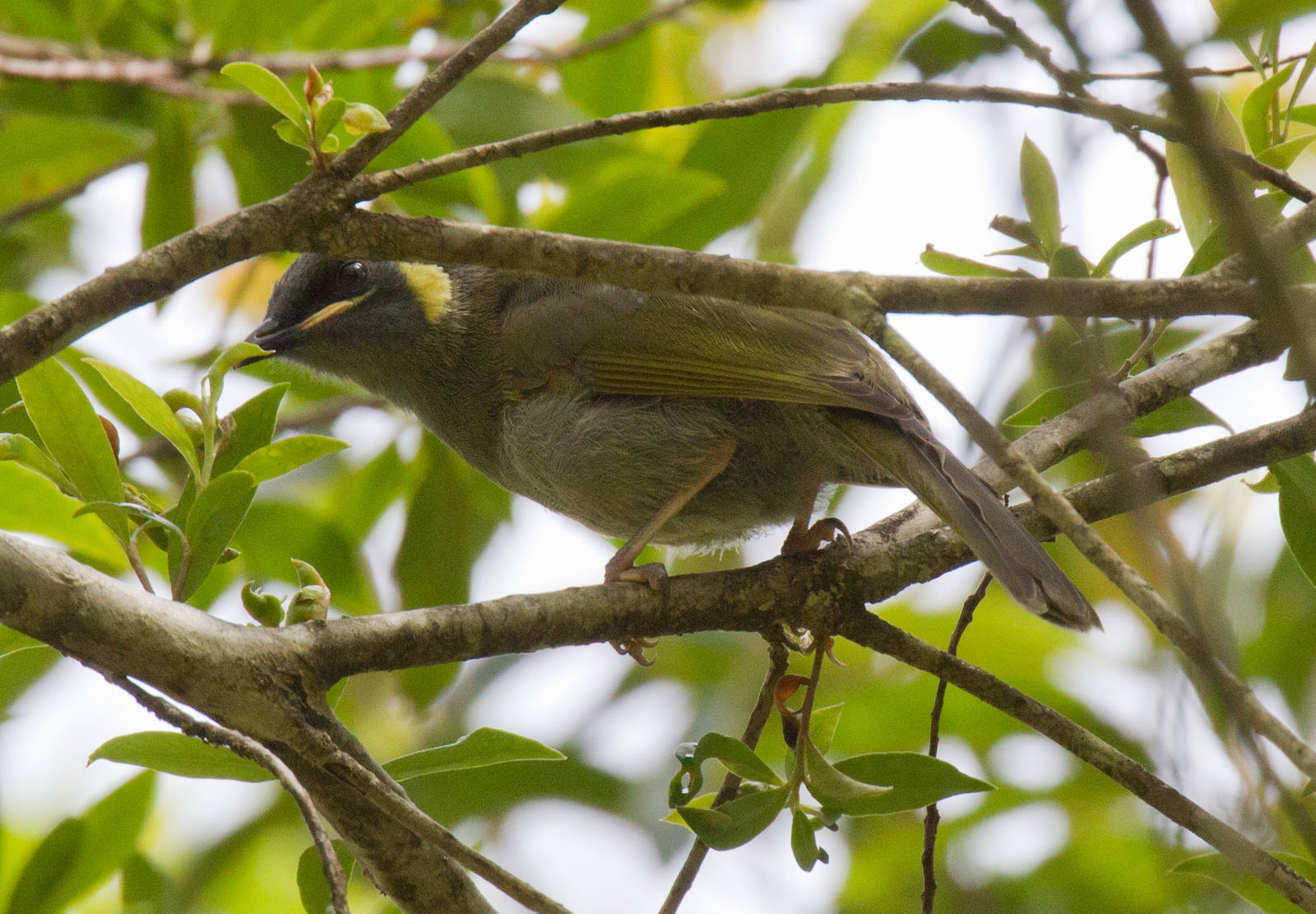 Lewins Honeyeater