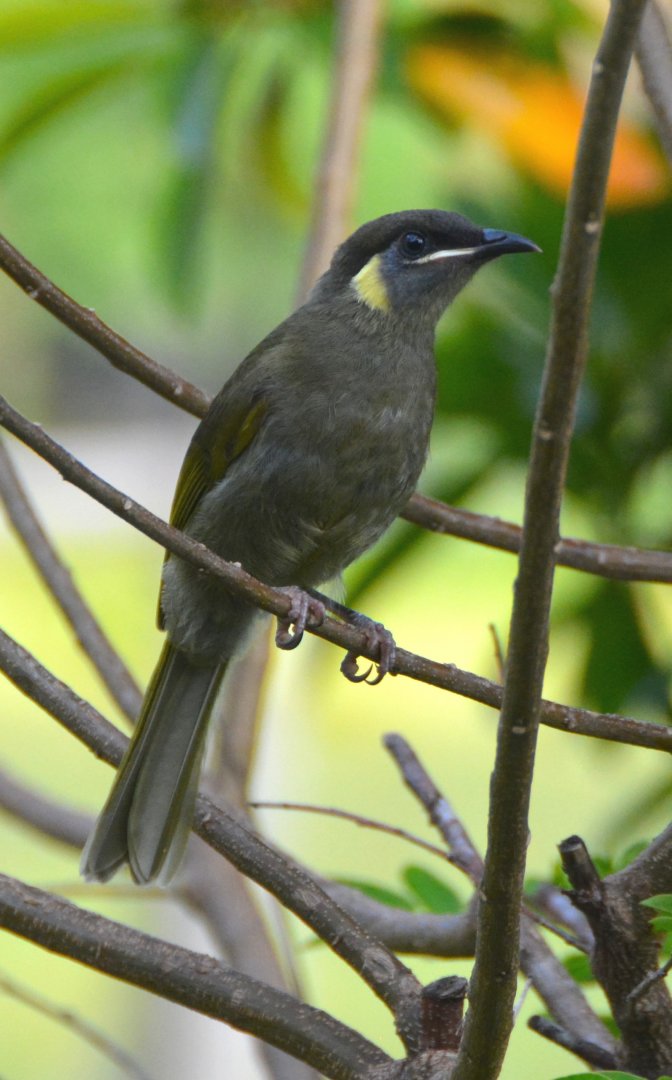 Lewin's honeyeater