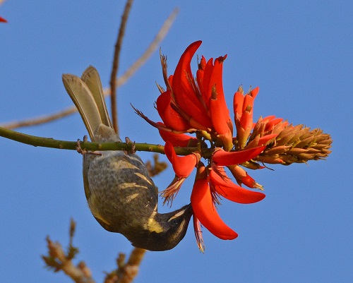 Lewin's honeyeater.