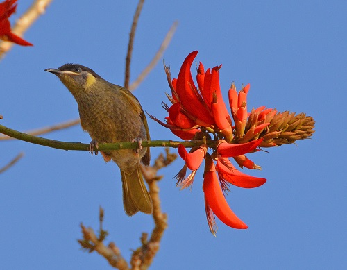 Lewin's honeyeater.