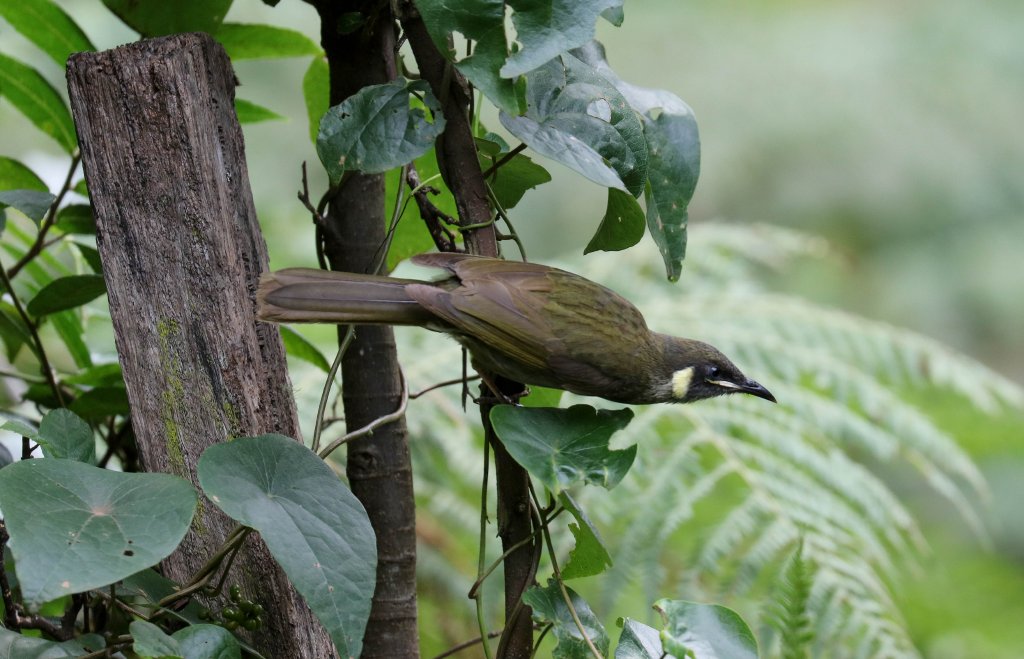 Lewin's Honeyeater