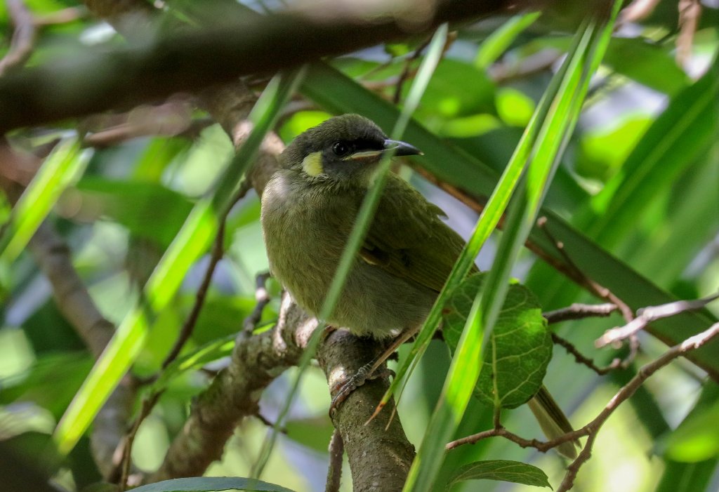 Lewin's Honeyeater