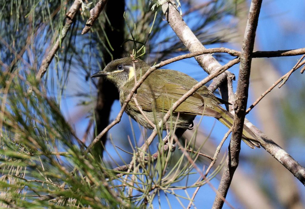 Lewin's Honeyeater