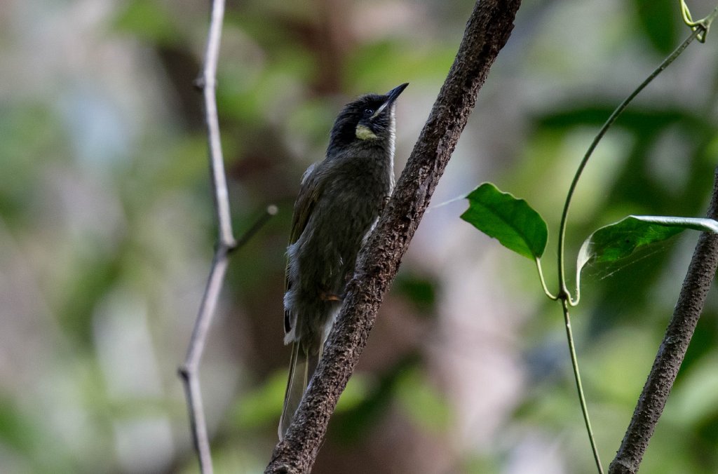Lewin's Honeyeater