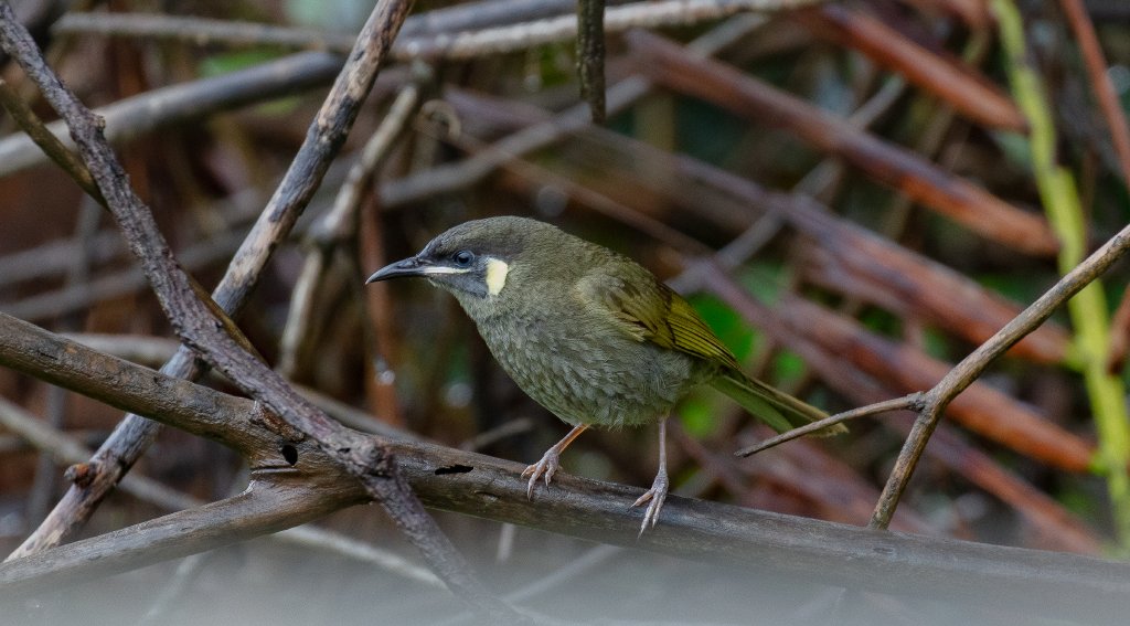 Lewin's Honeyeater