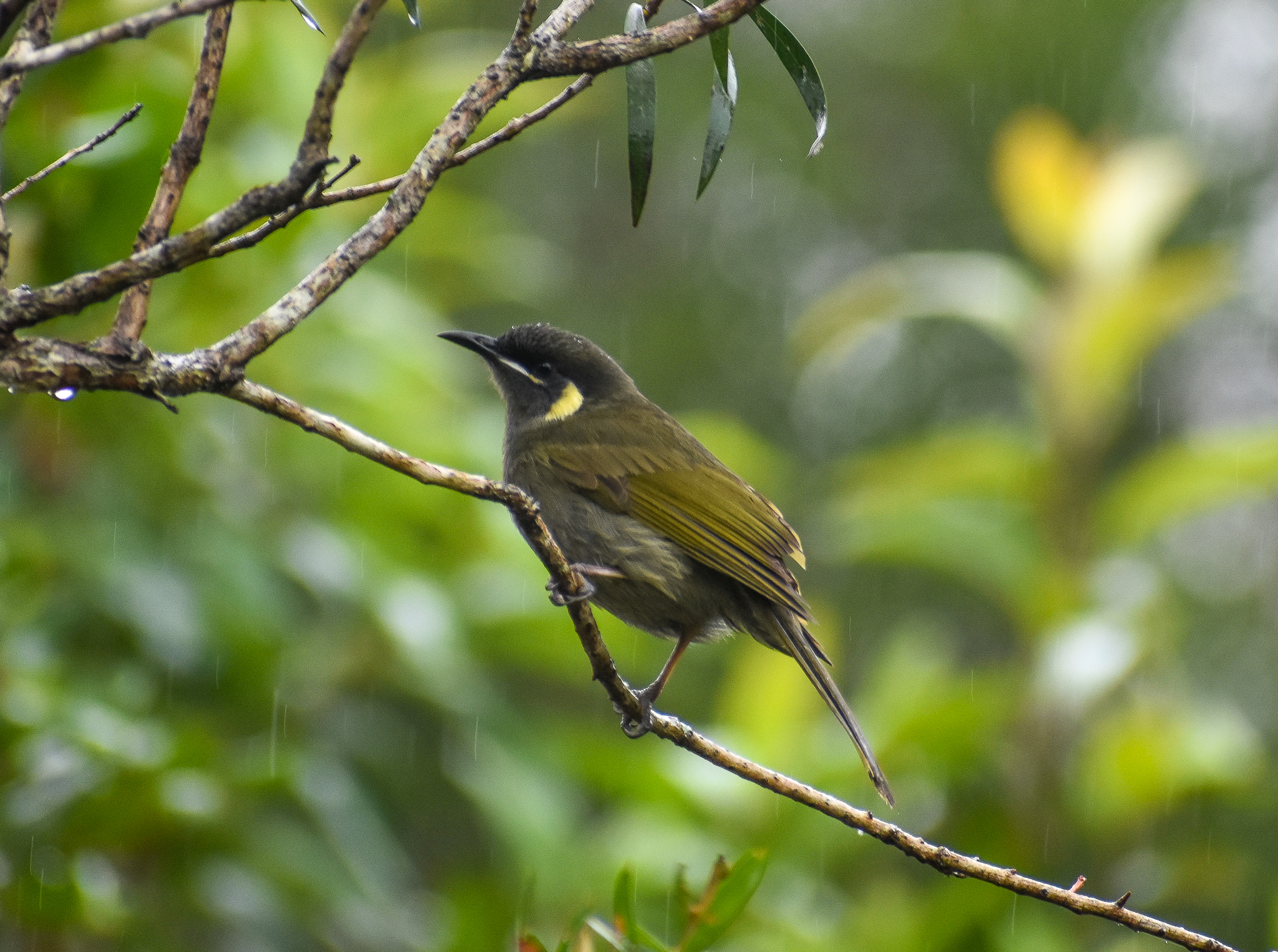 Lewin's Honeyeater