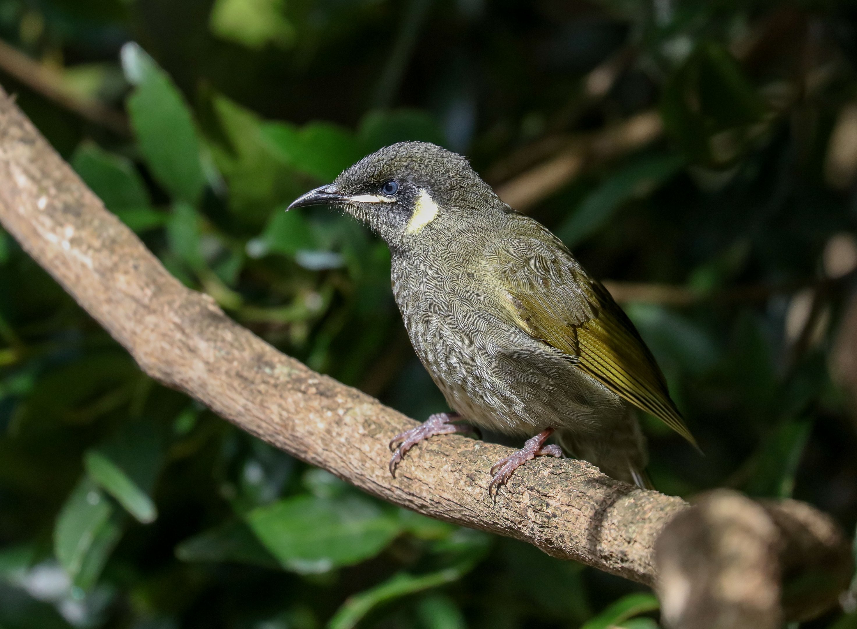 Lewin's Honeyeater