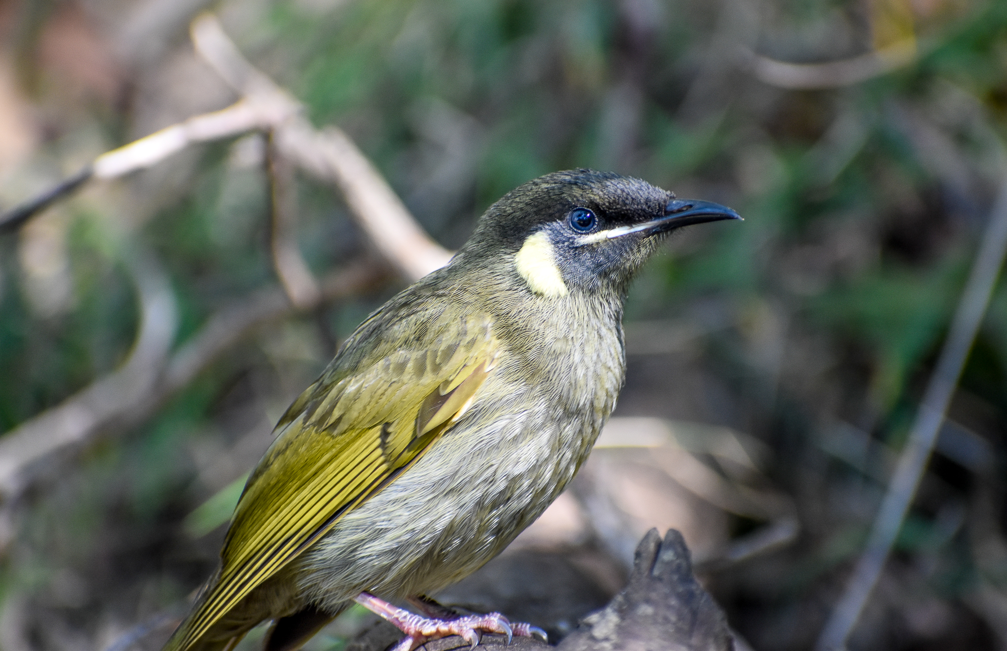 Lewin's Honeyeater