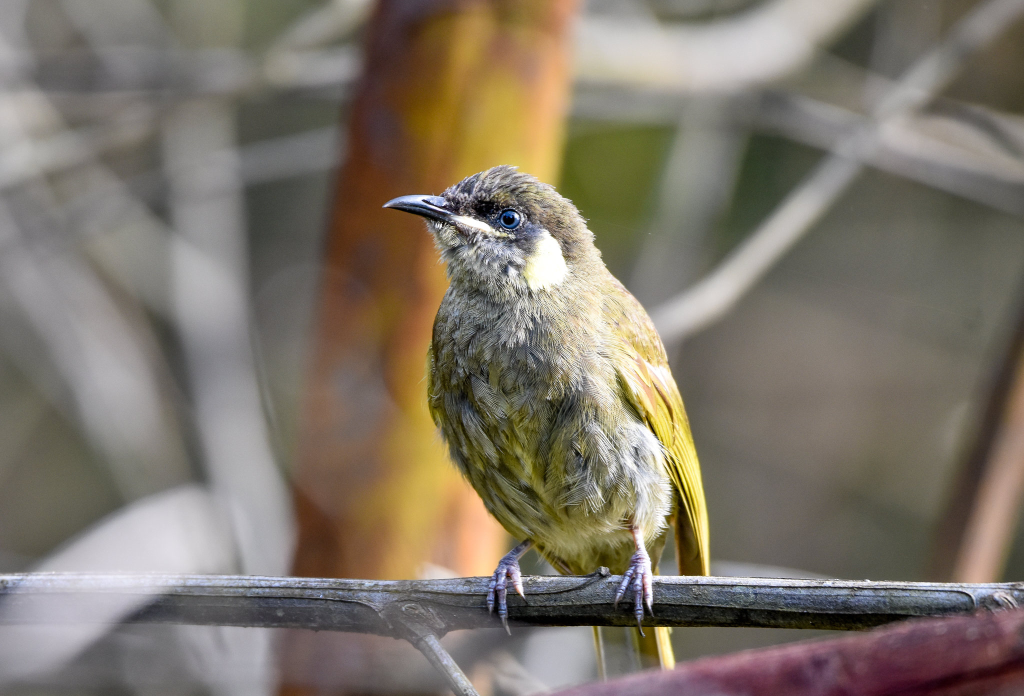 Lewin's Honeyeater