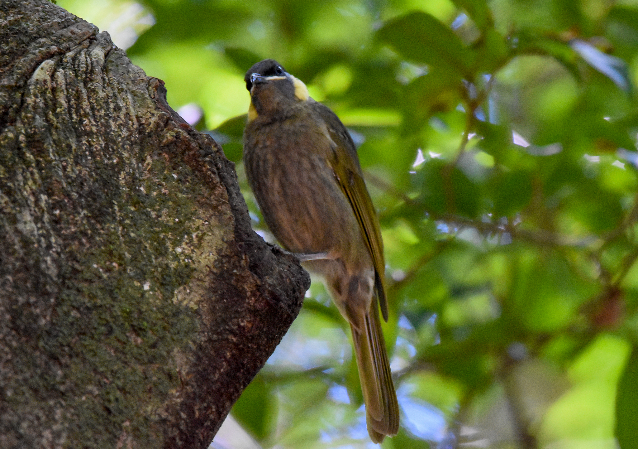 Lewin's Honeyeater