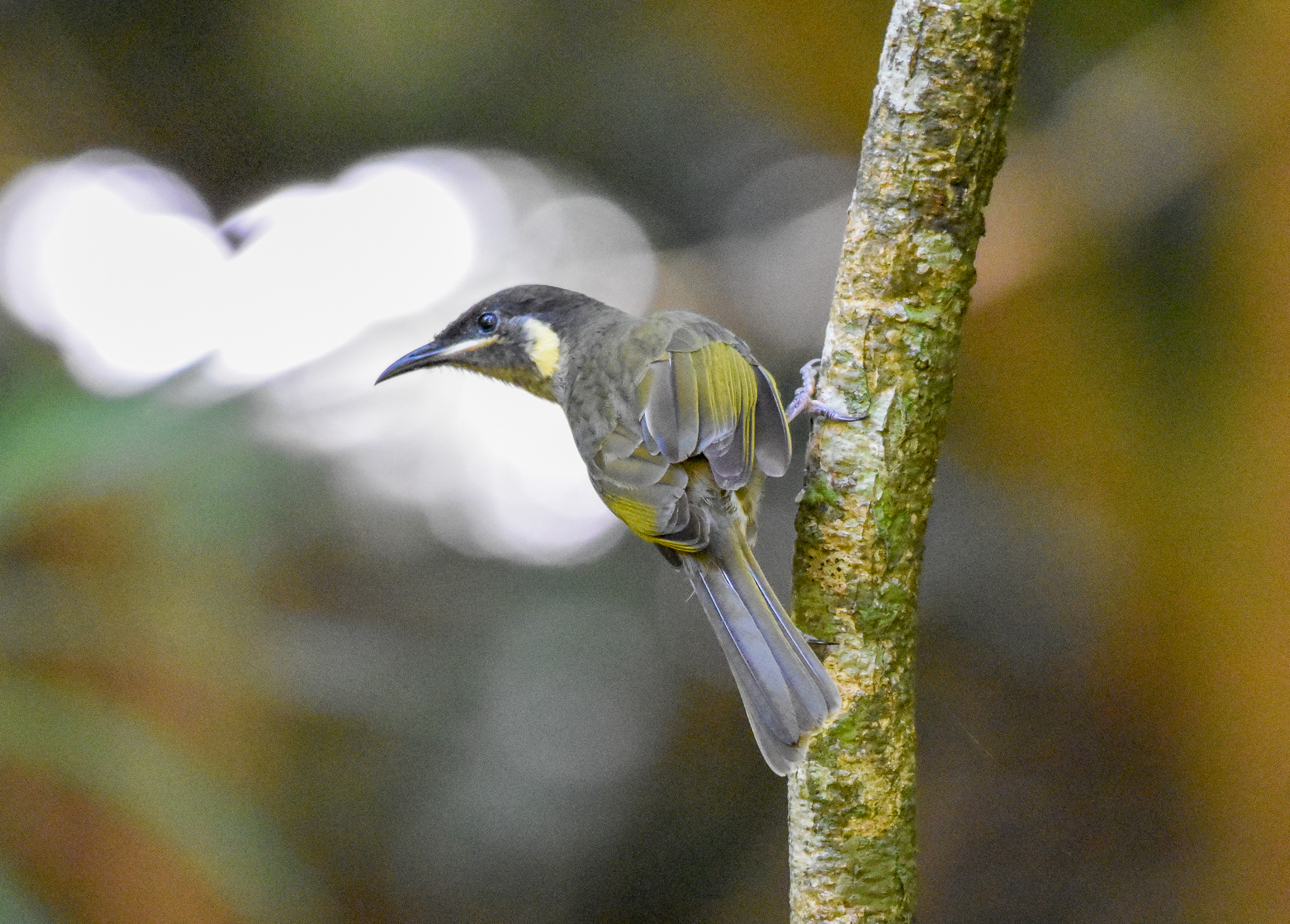 Lewin's Honeyeater