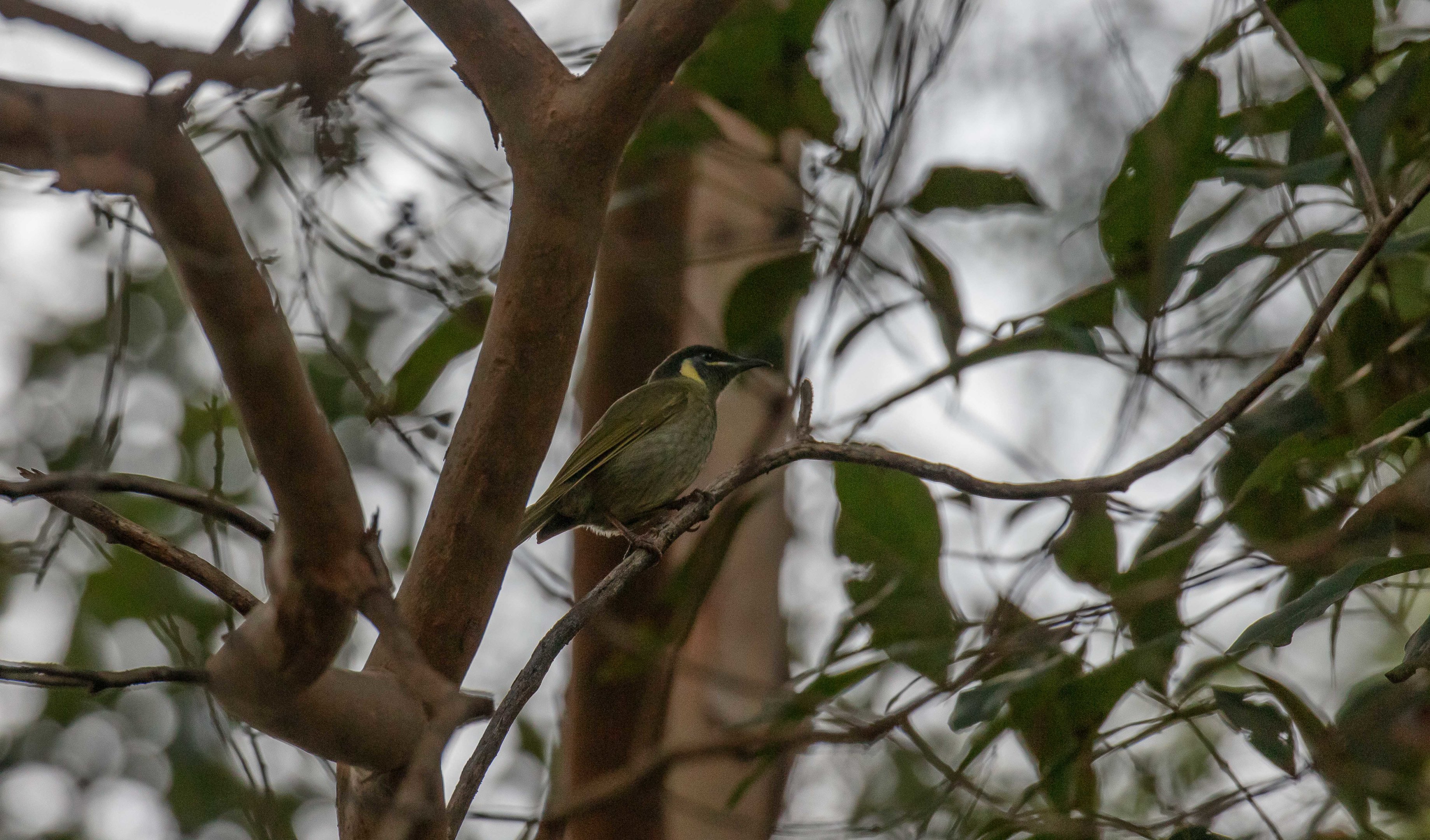 Lewin's Honeyeater