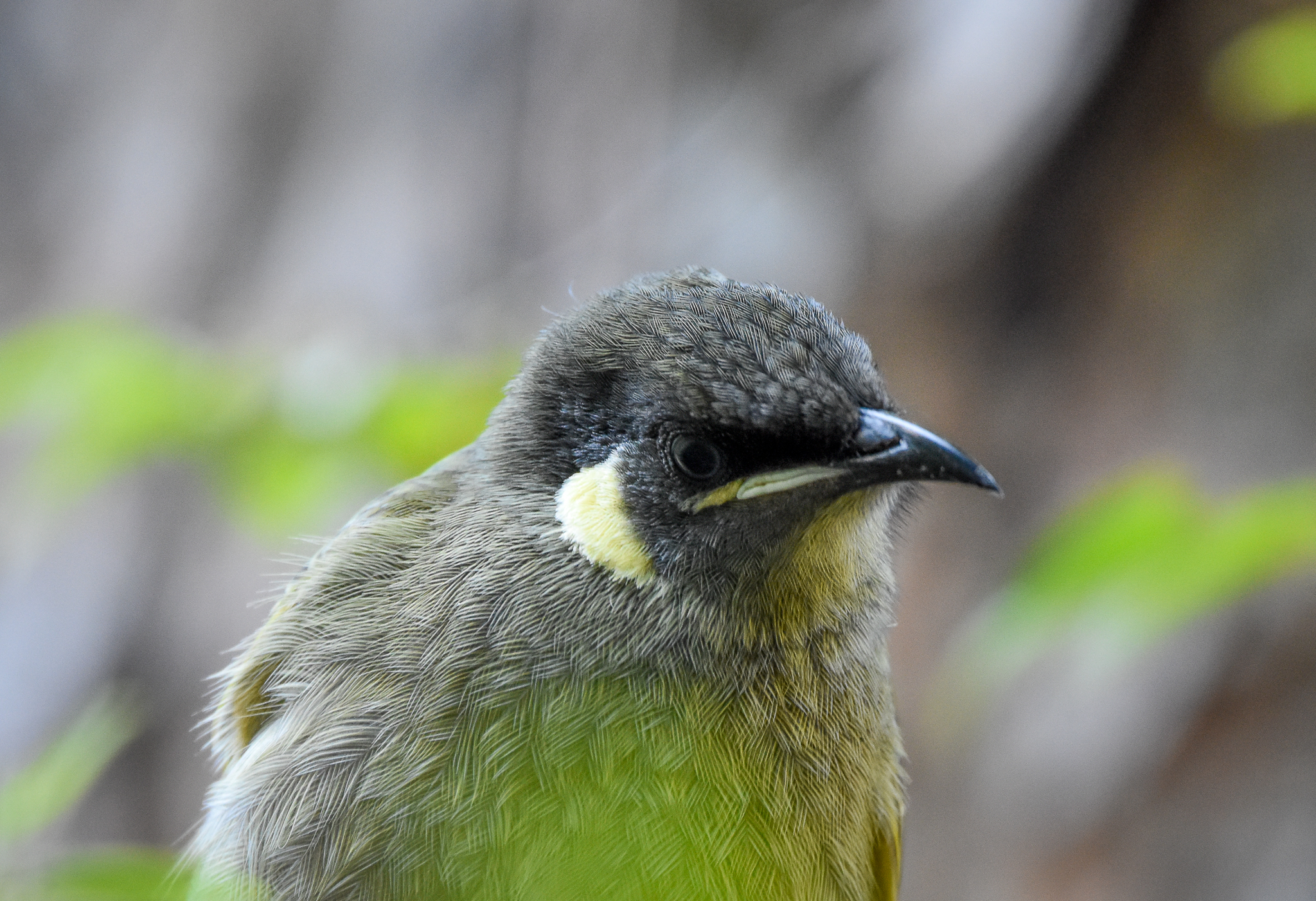 Lewin's Honeyeater