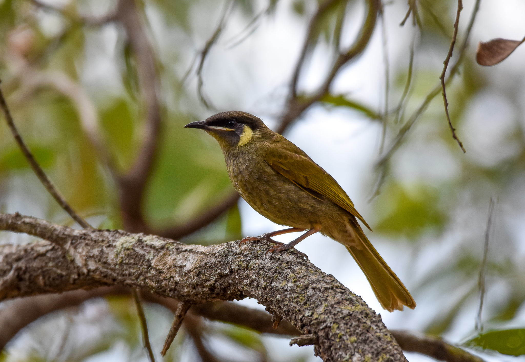 Lewin's Honeyeater