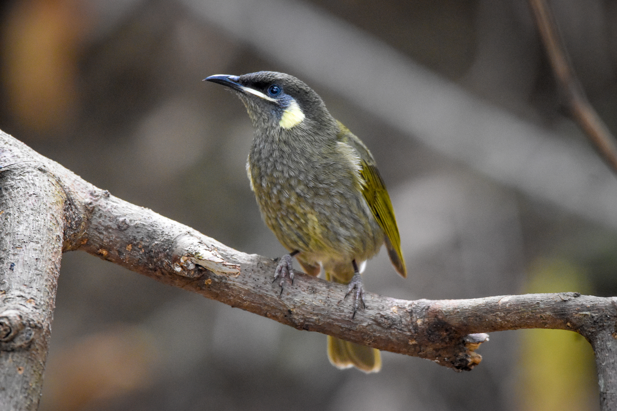 Lewin's Honeyeater