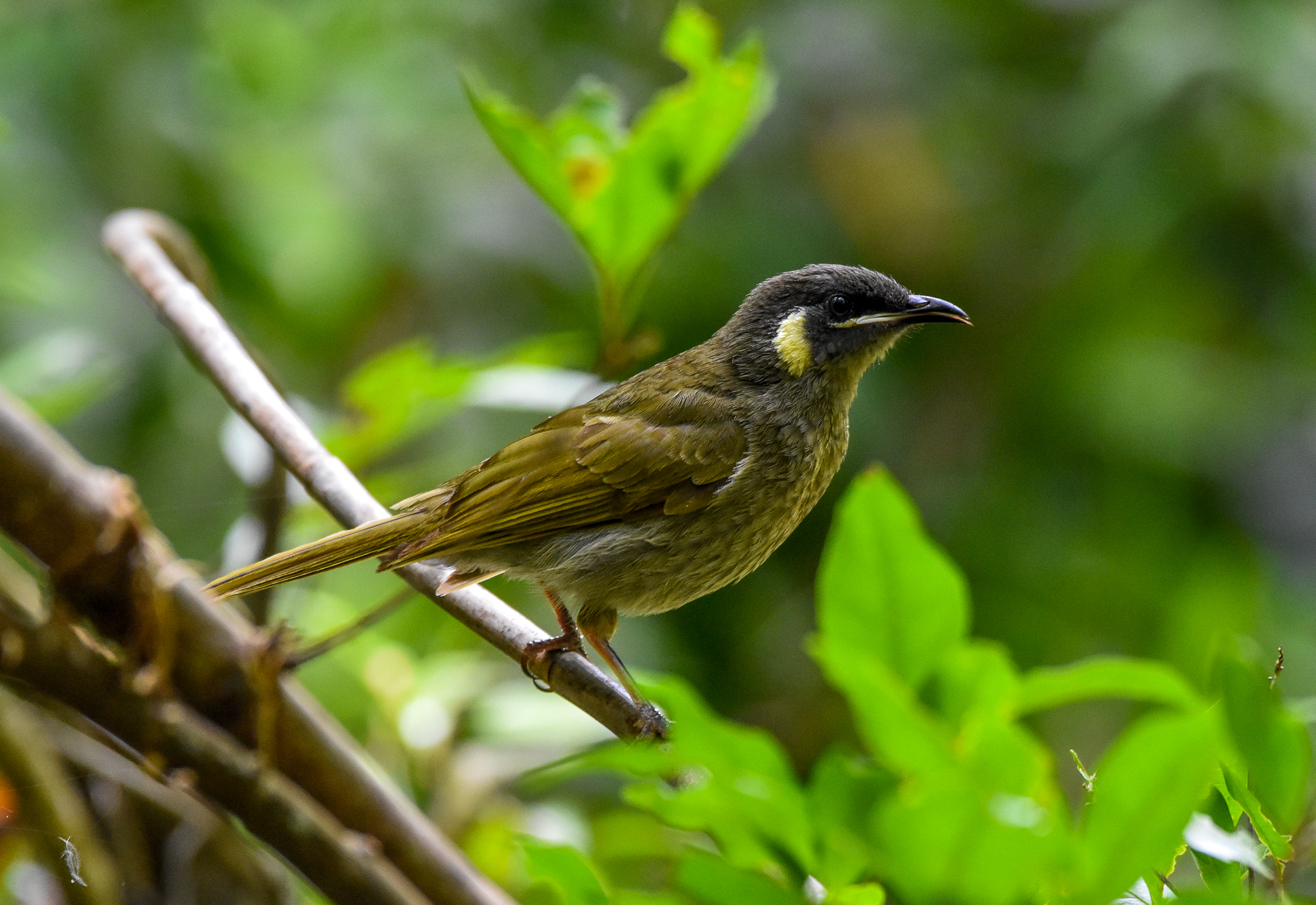 Lewin's Honeyeater