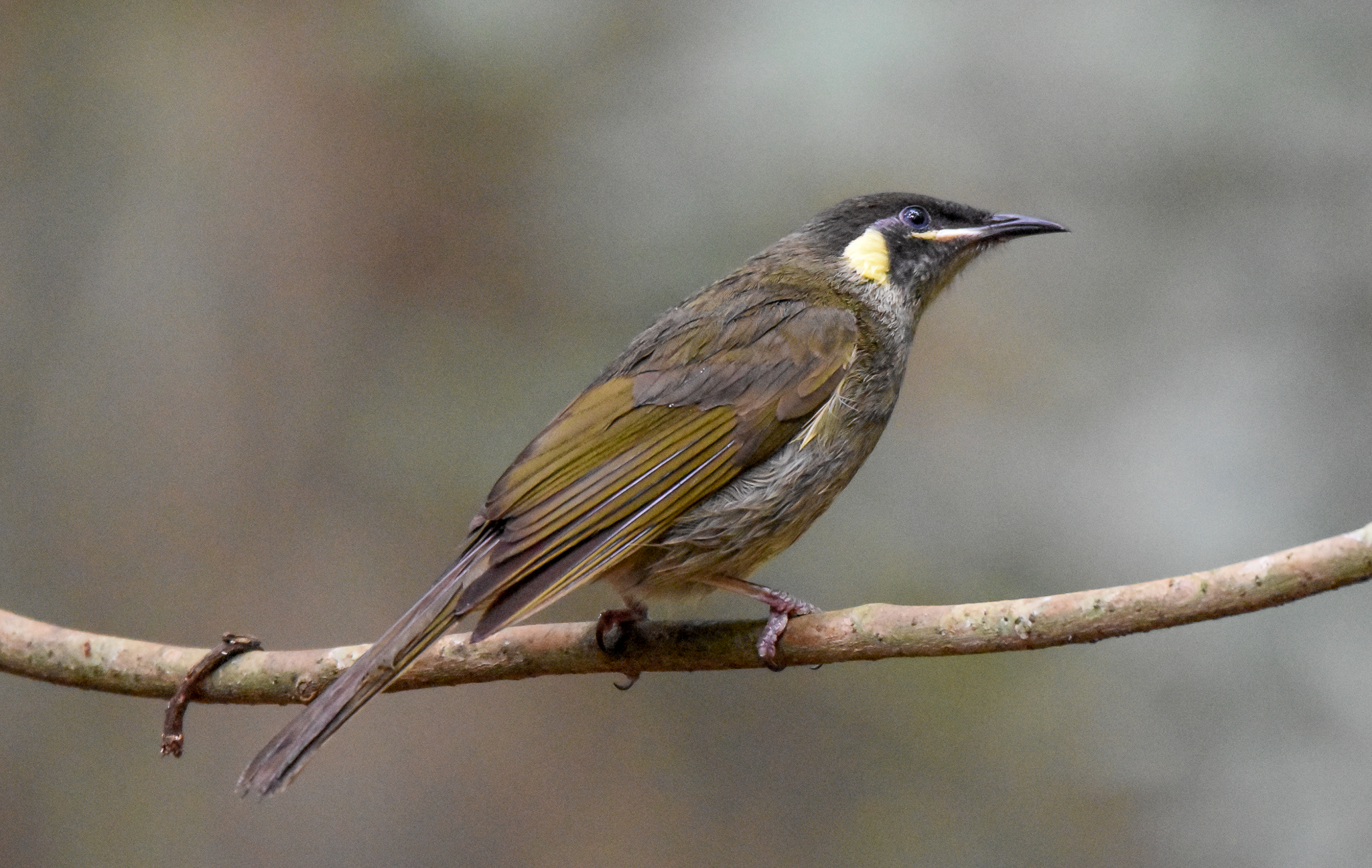 Lewin's Honeyeater