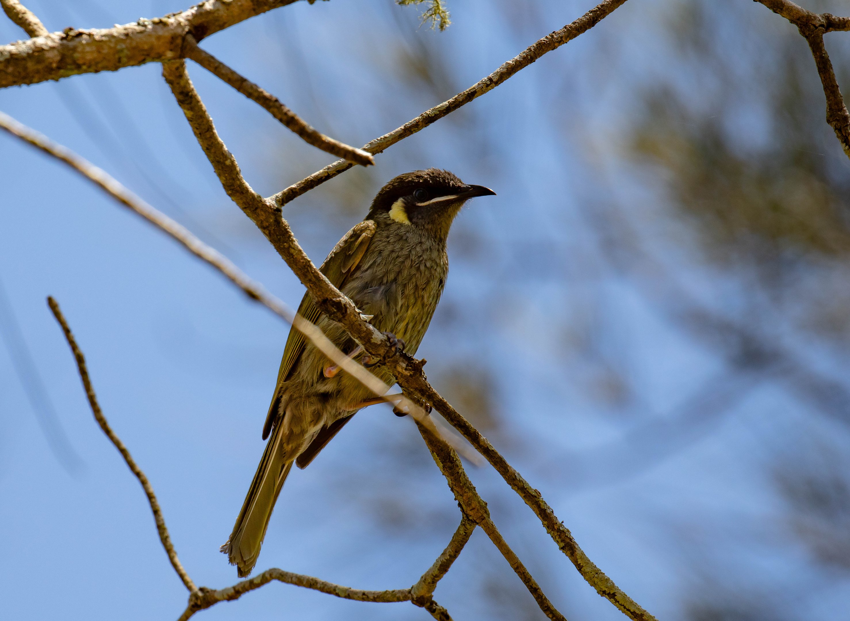 Lewin's Honeyeater
