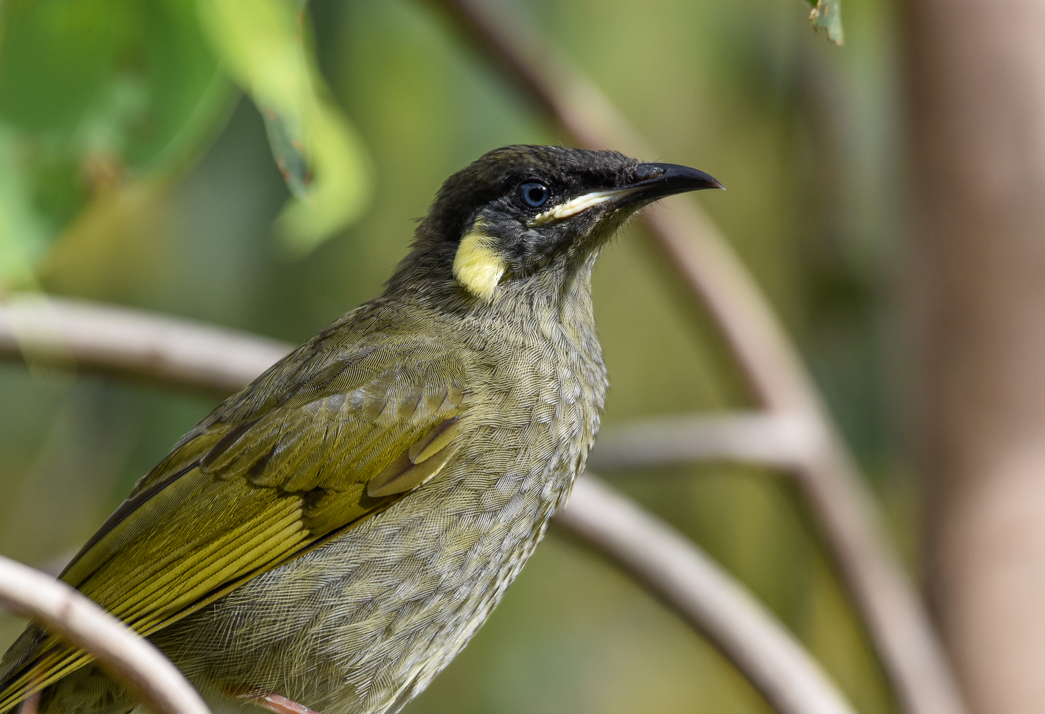 Lewin's Honeyeater