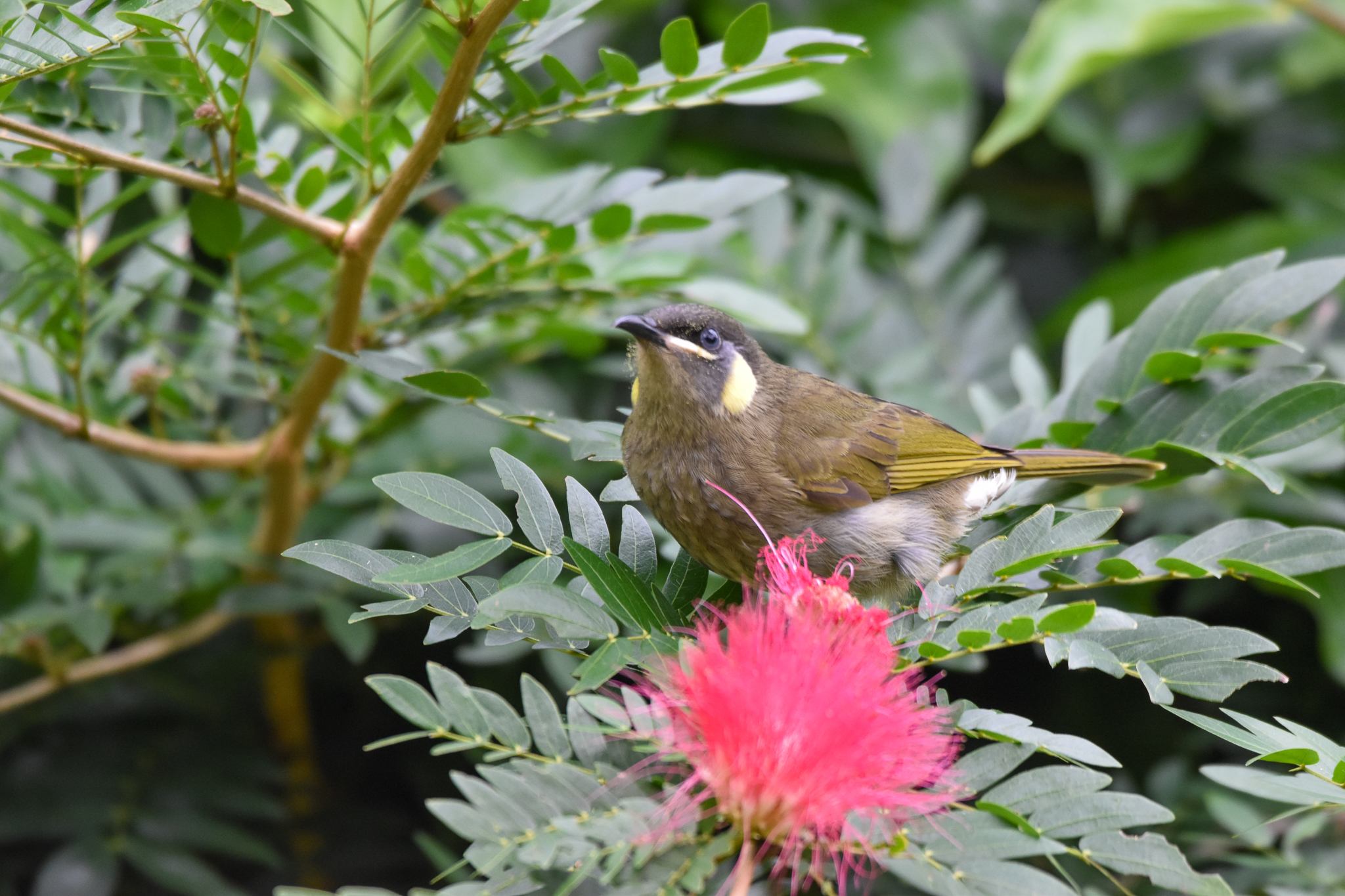 Lewin's Honeyeater