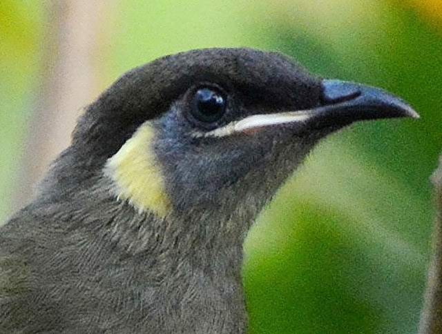 Lewin's honeyeater