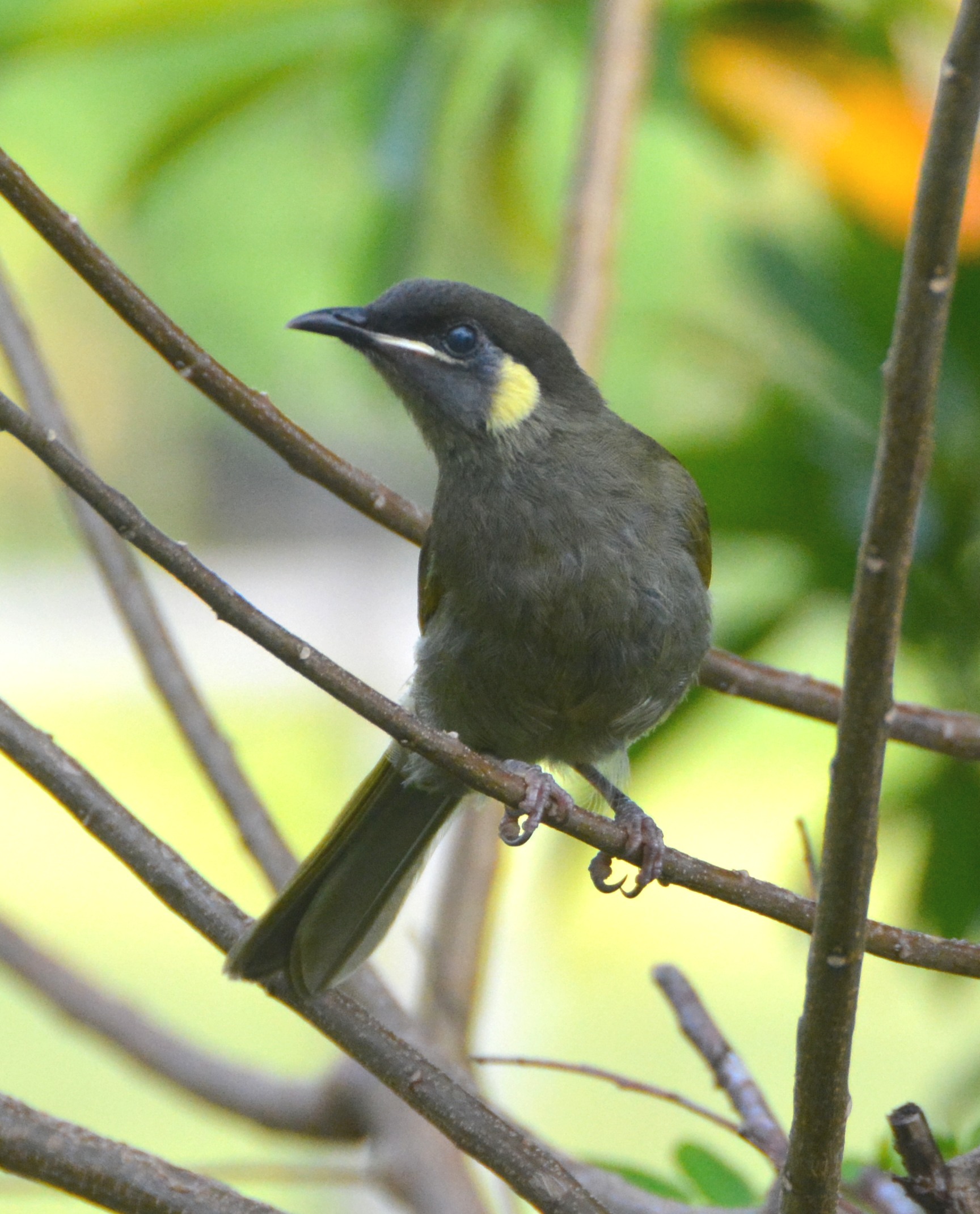 Lewin's honeyeater