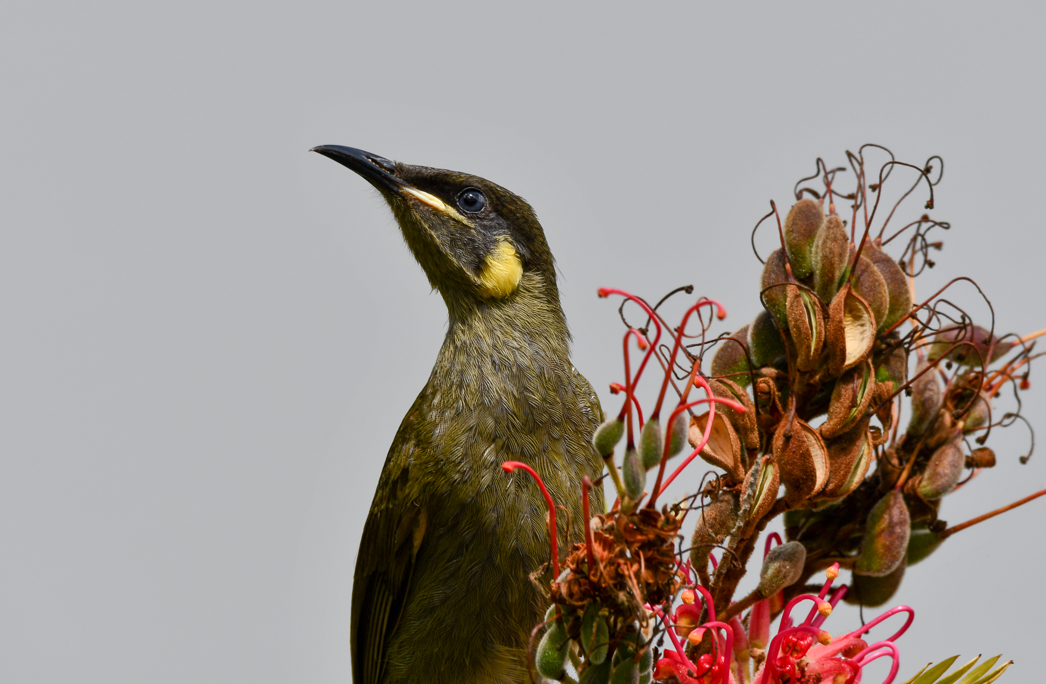 Lewin's Honeyeater