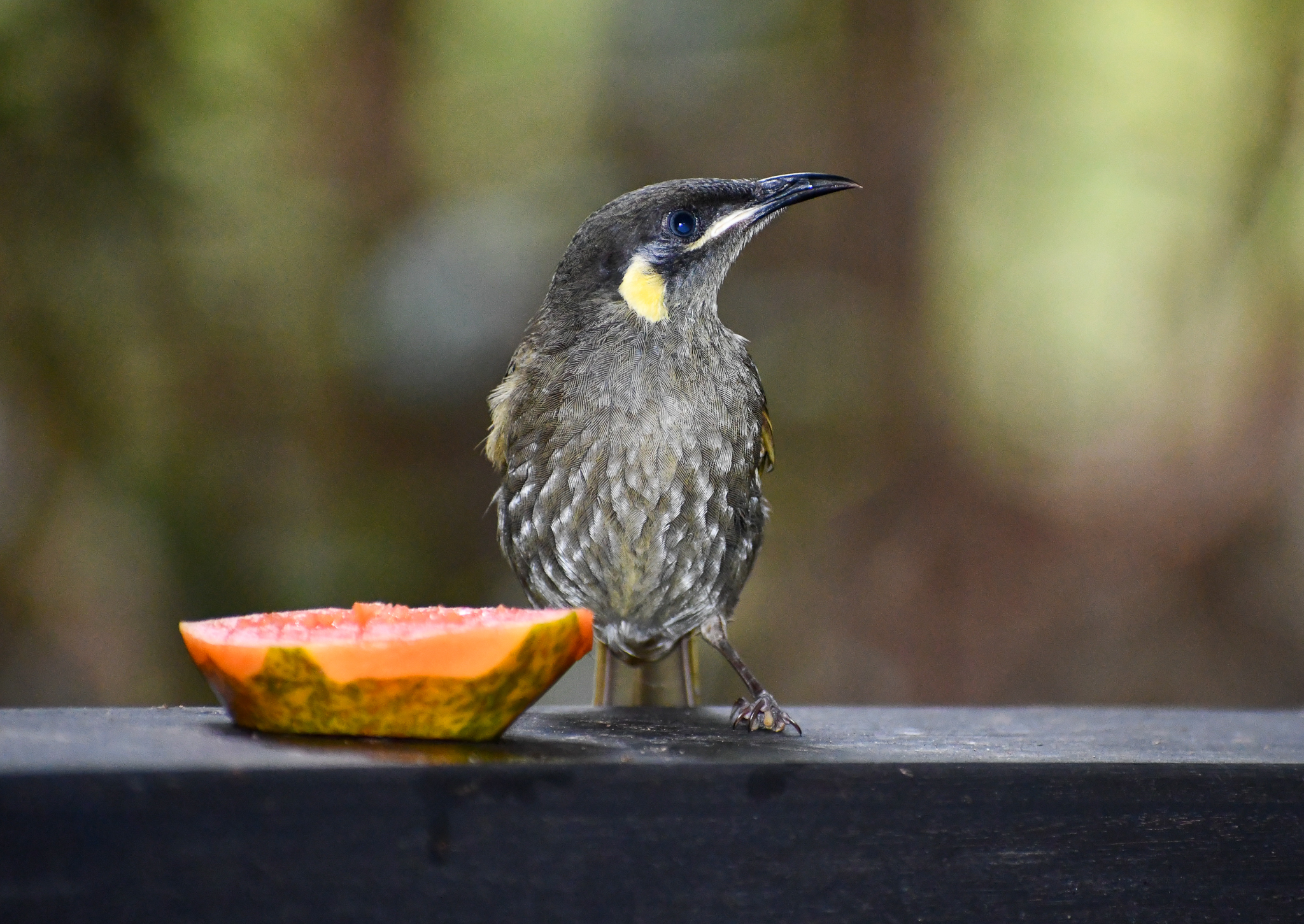 Lewin's Honeyeater