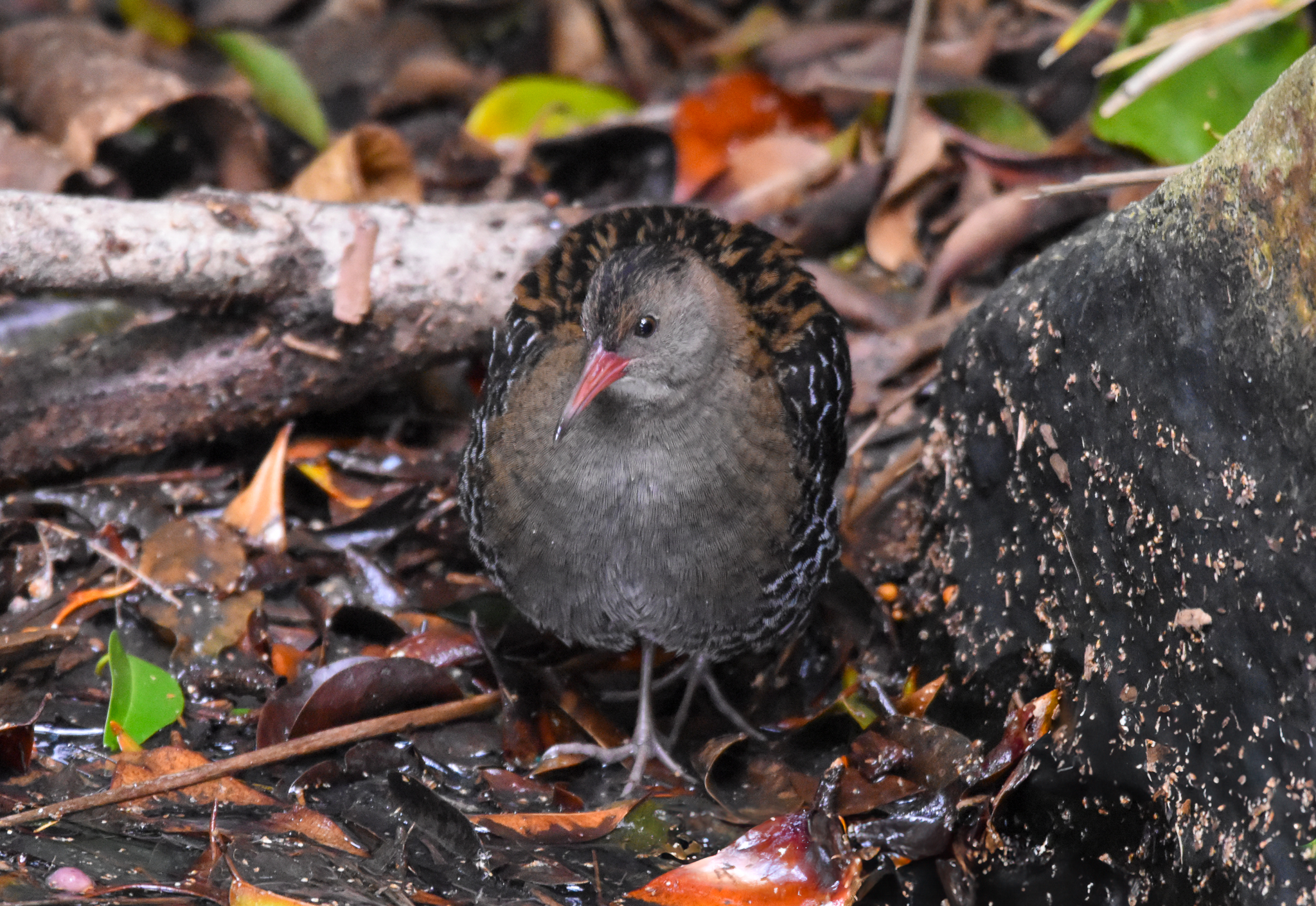 Lewin's Rail