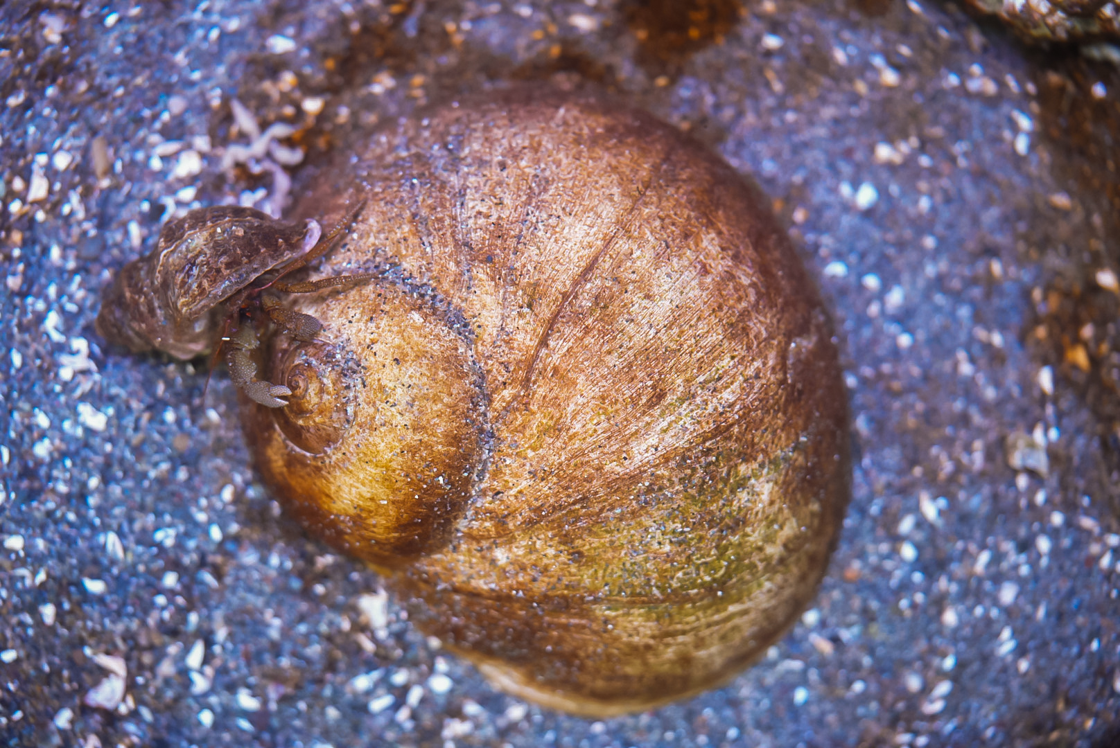 Lewis' Moon Snail