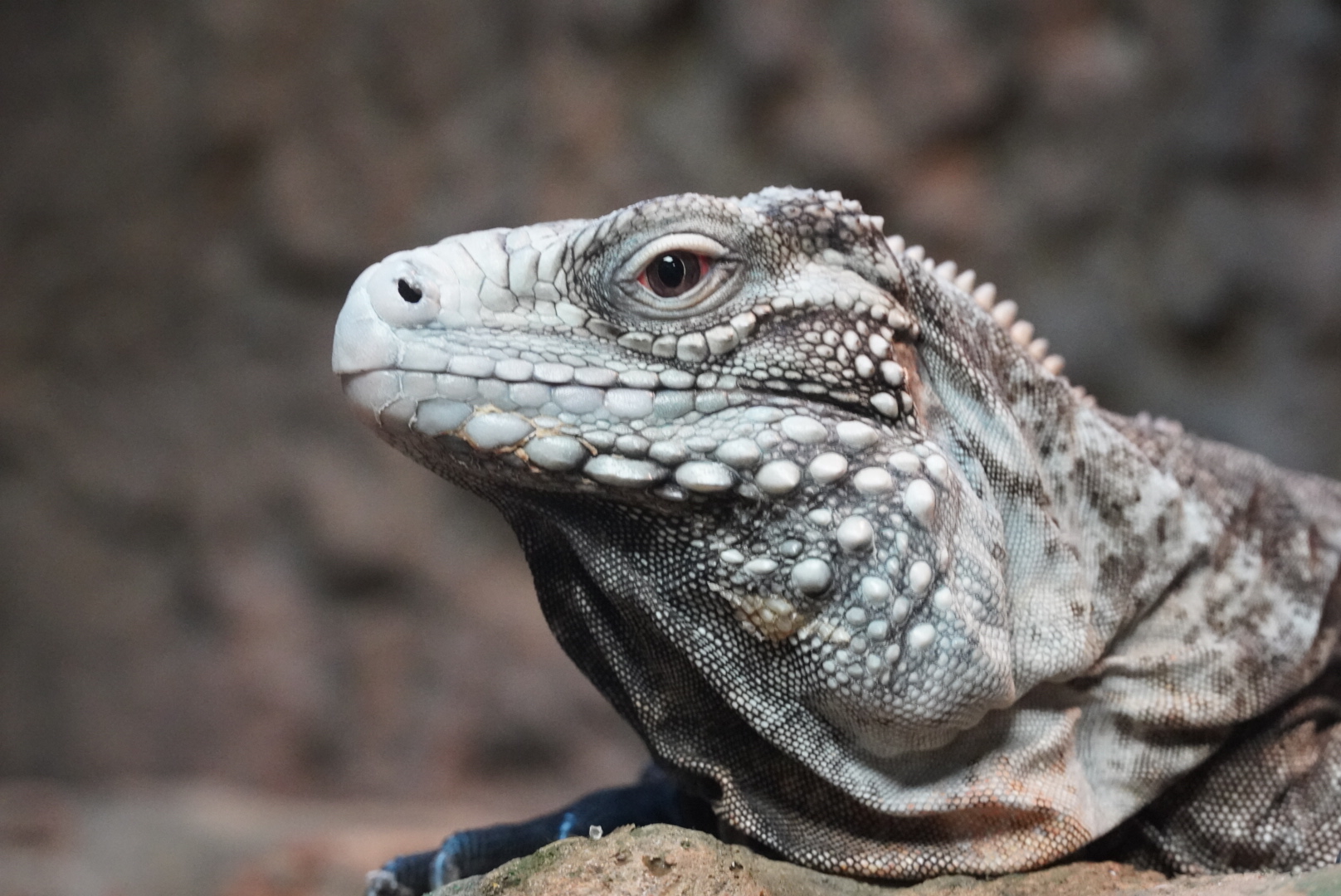 Lewisi Hybrid Iguanna