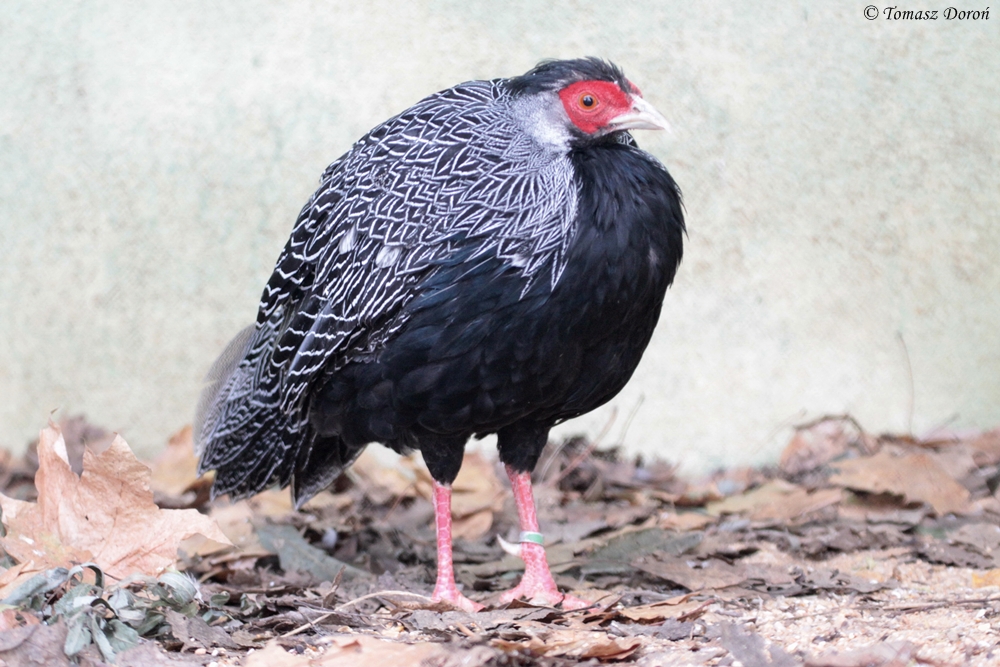 Lewisi's Silver Pheasant (Lophura nycthemera lewisi)