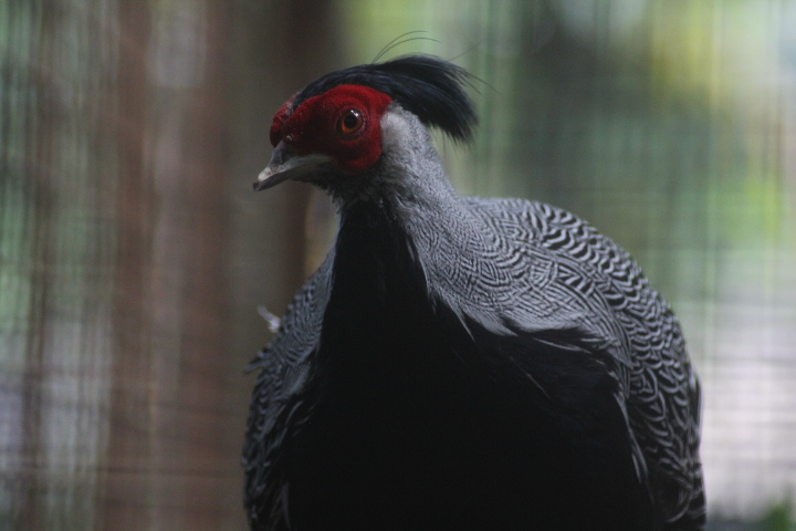 Lewis's silver pheasant (Lophura nycthemera lewisi)