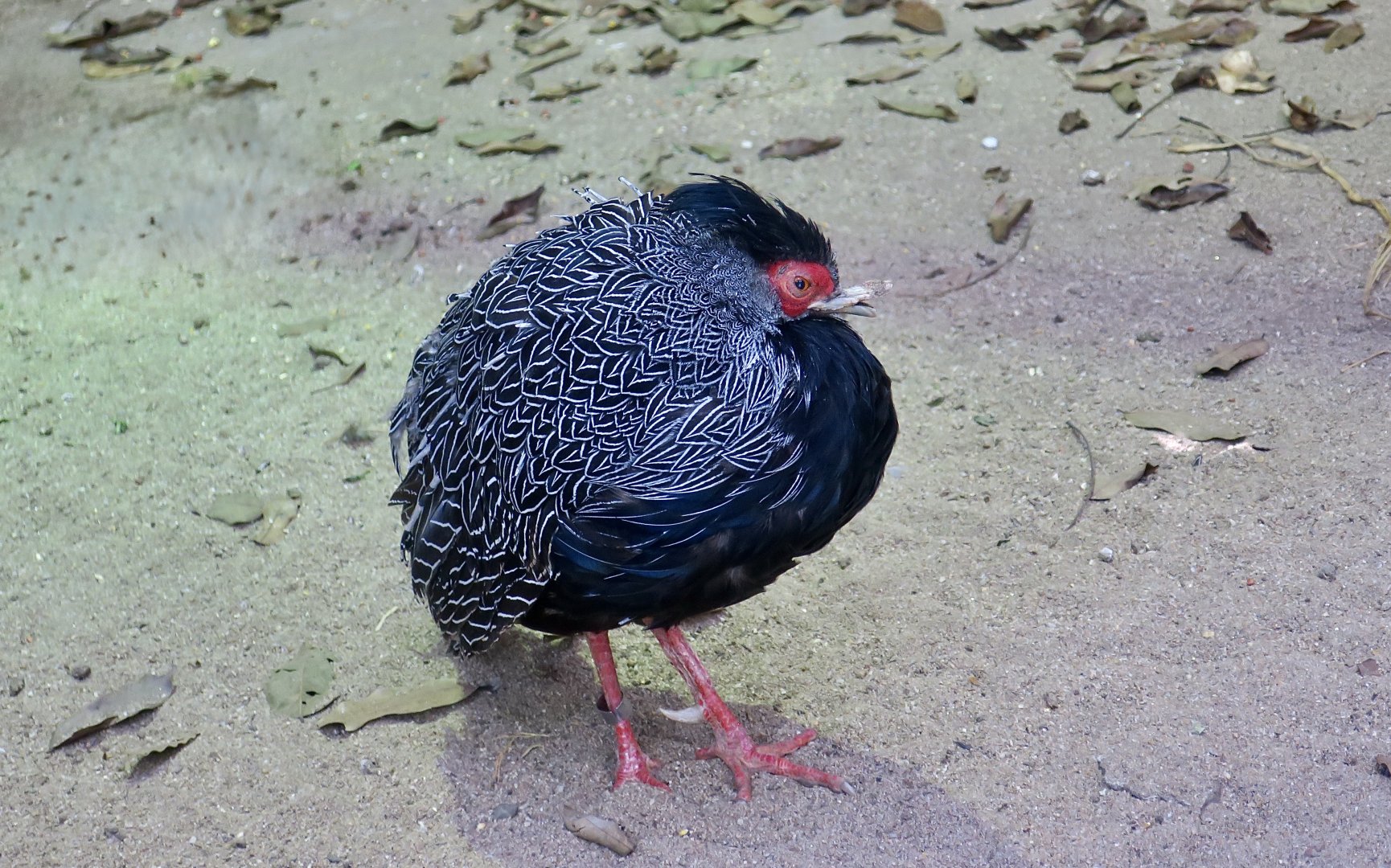 Lewis's Silver Pheasant (Lophura nycthemera lewisi)